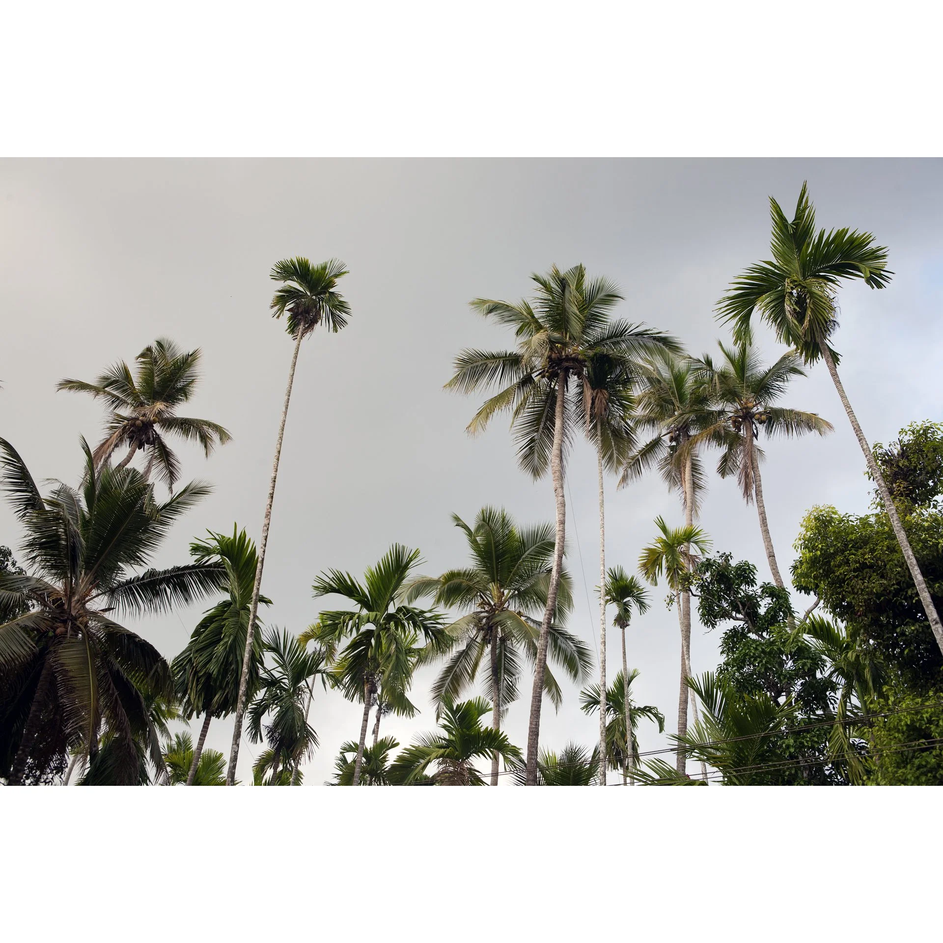 Tropical monsoon landscape