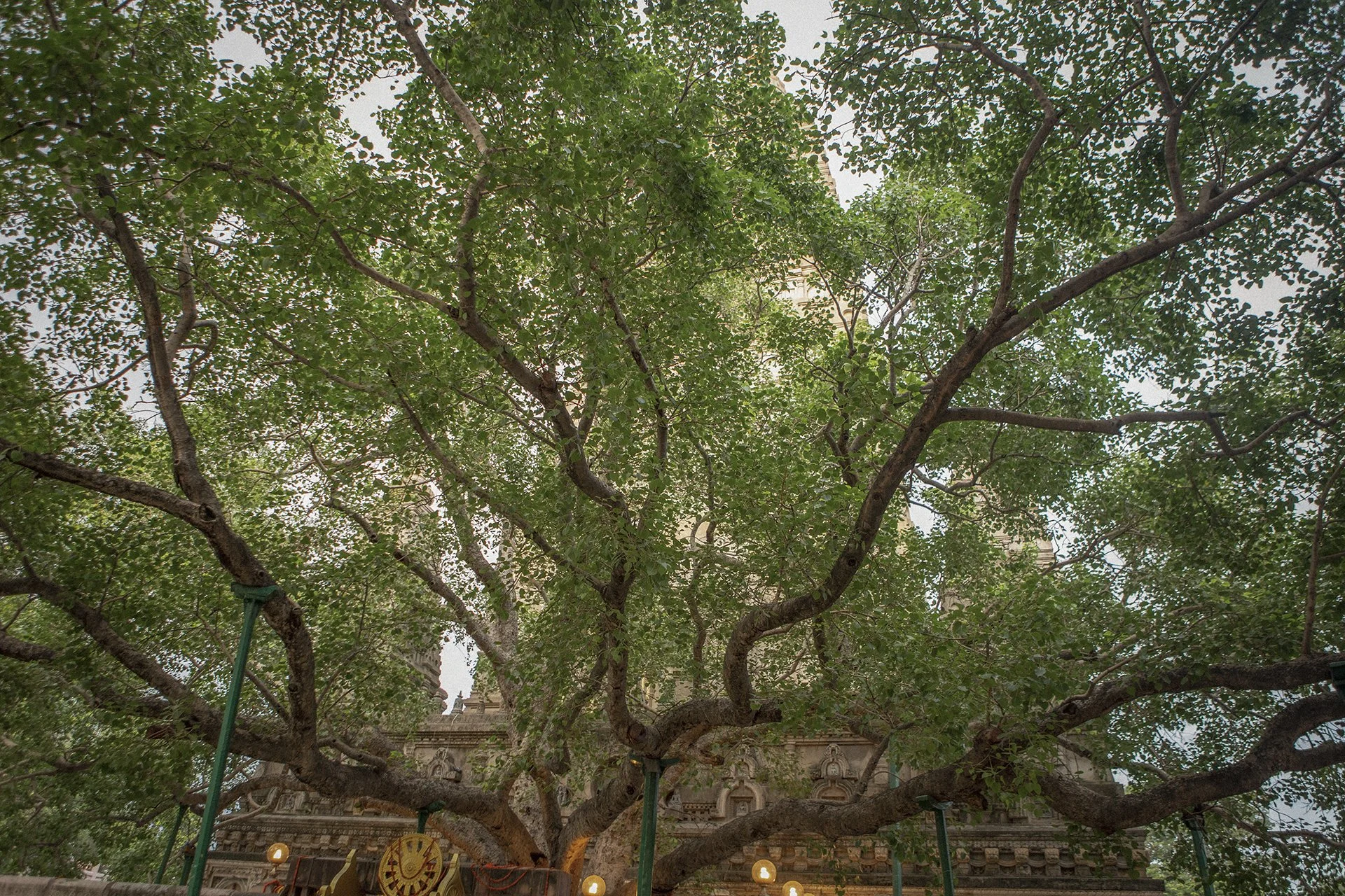 The Bodhi Tree, the site of the Buddha’s enlightenment, Bodh Gaya