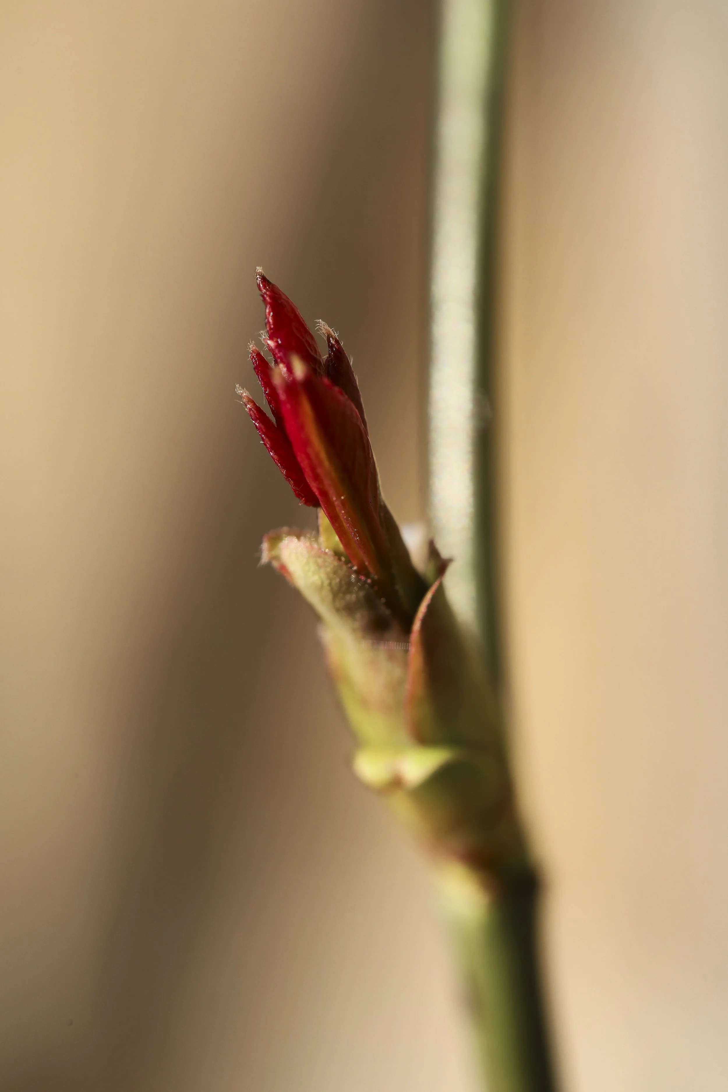 Macro 21.jpg