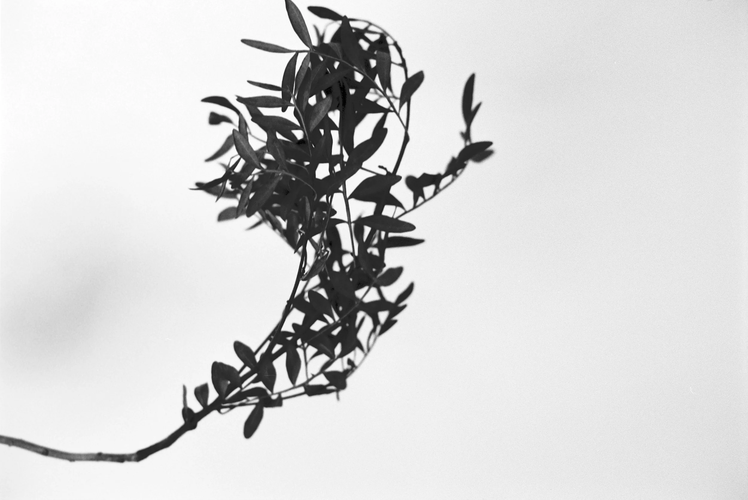 "It's No Longer About The Flower"