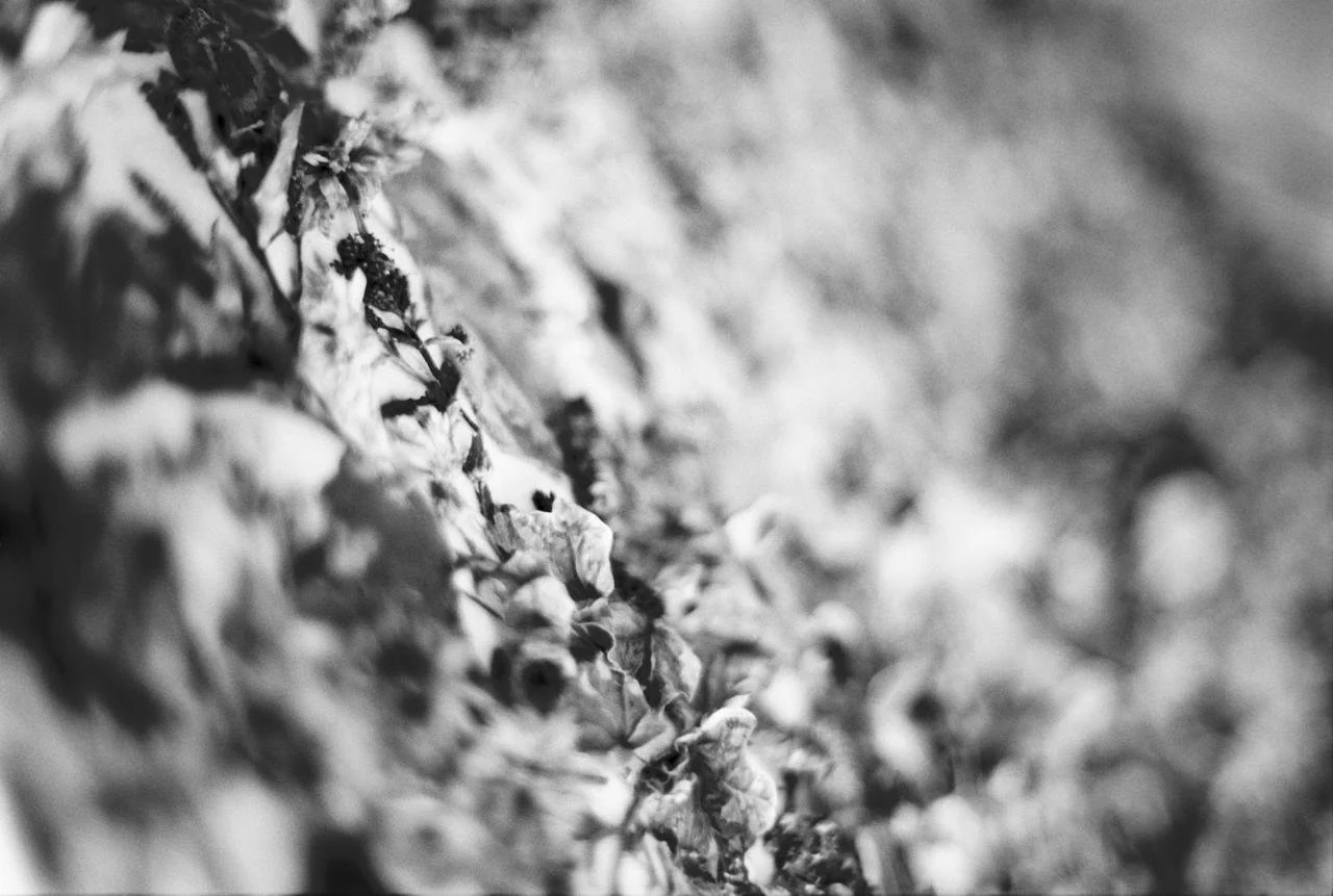 'Where the Weeds Grow'