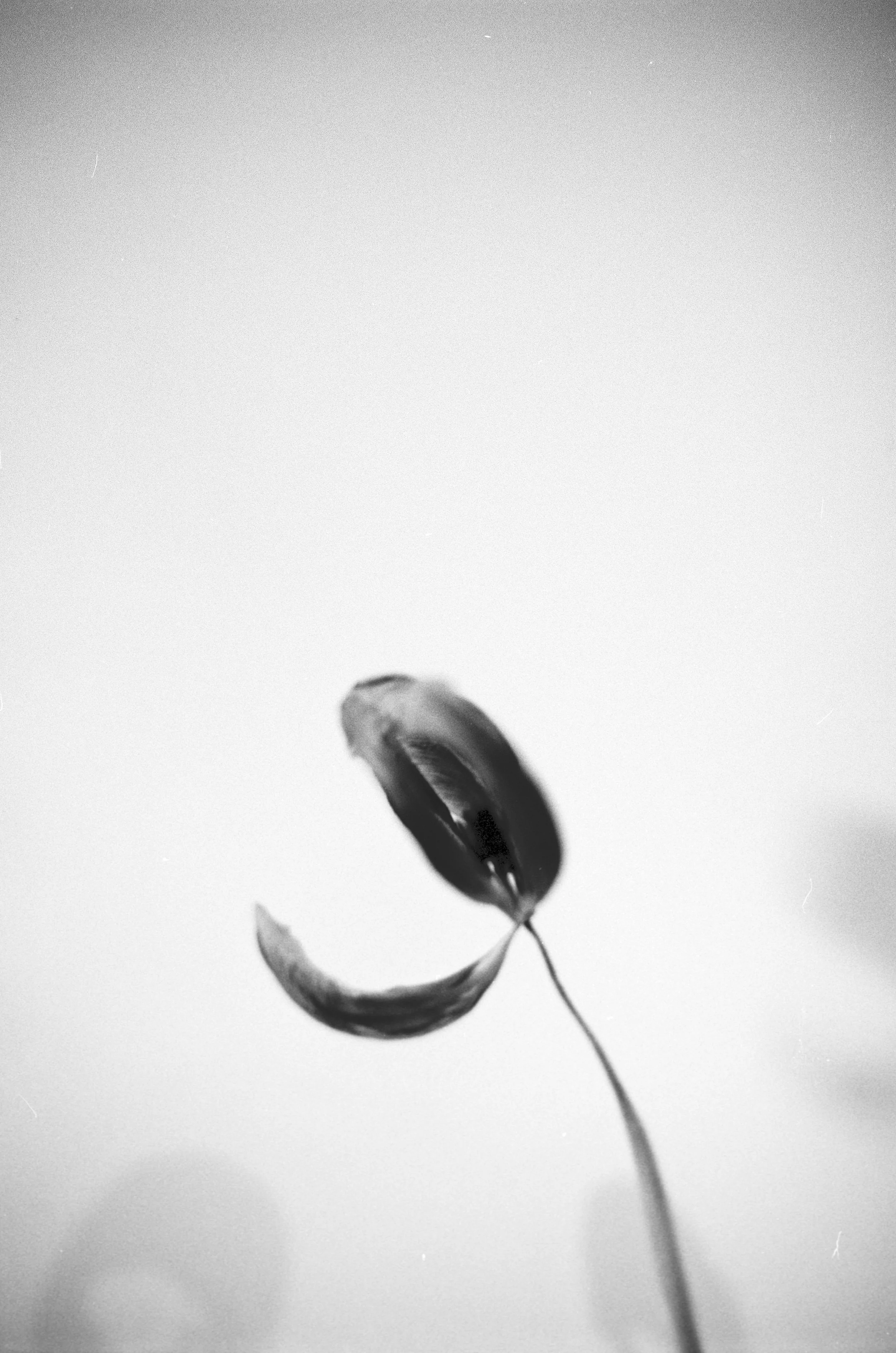 "It's No Longer About The Flower"