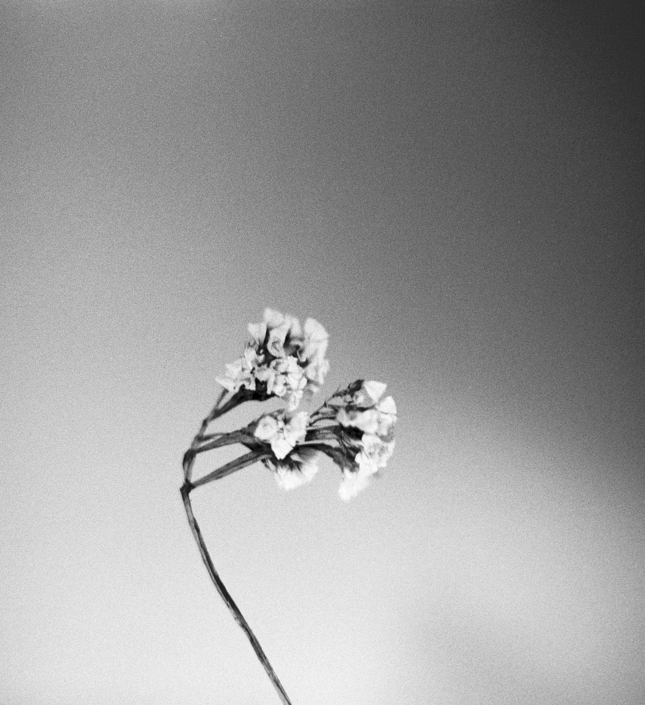 "It's No Longer About The Flower"