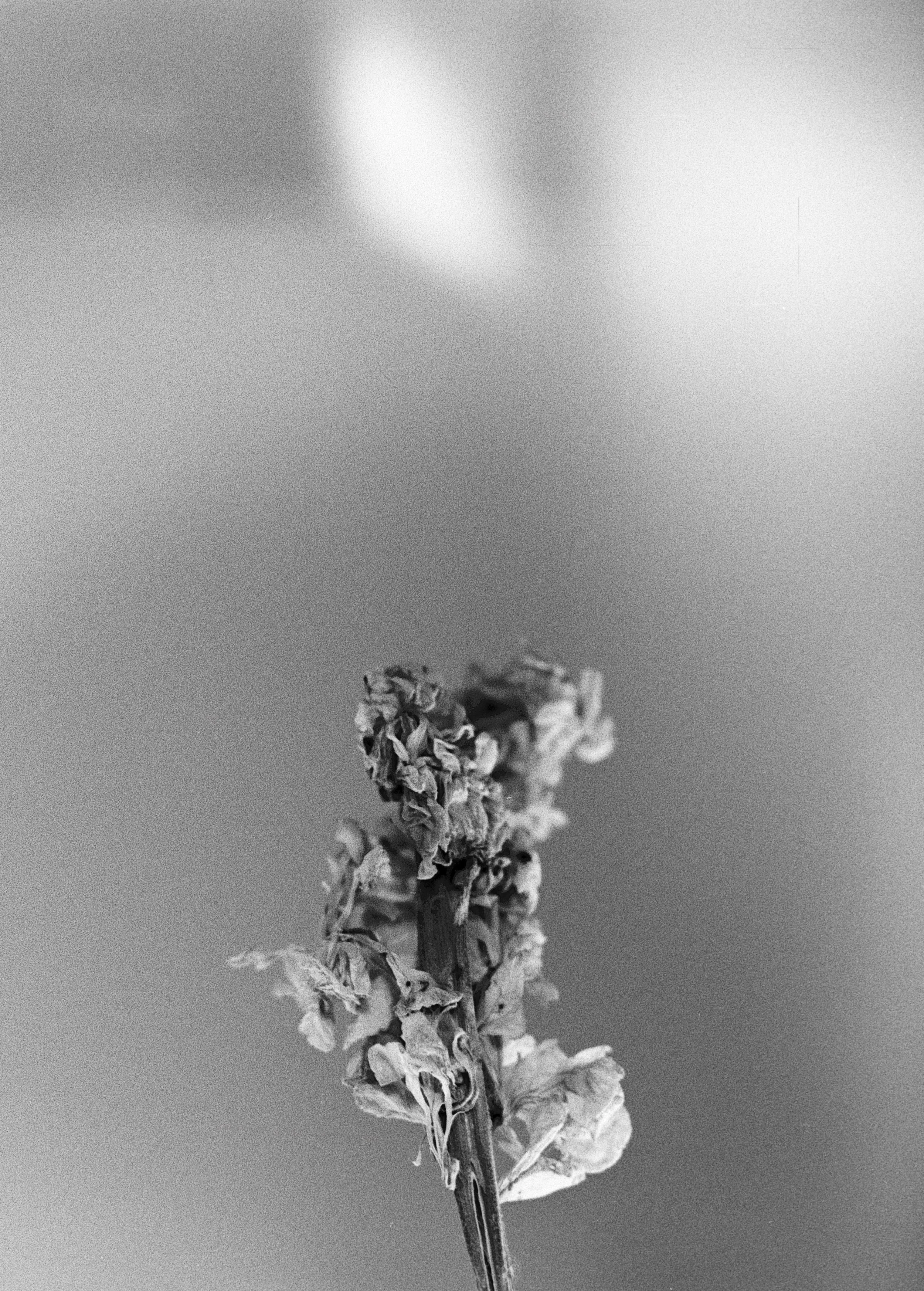"It's No Longer About The Flower"