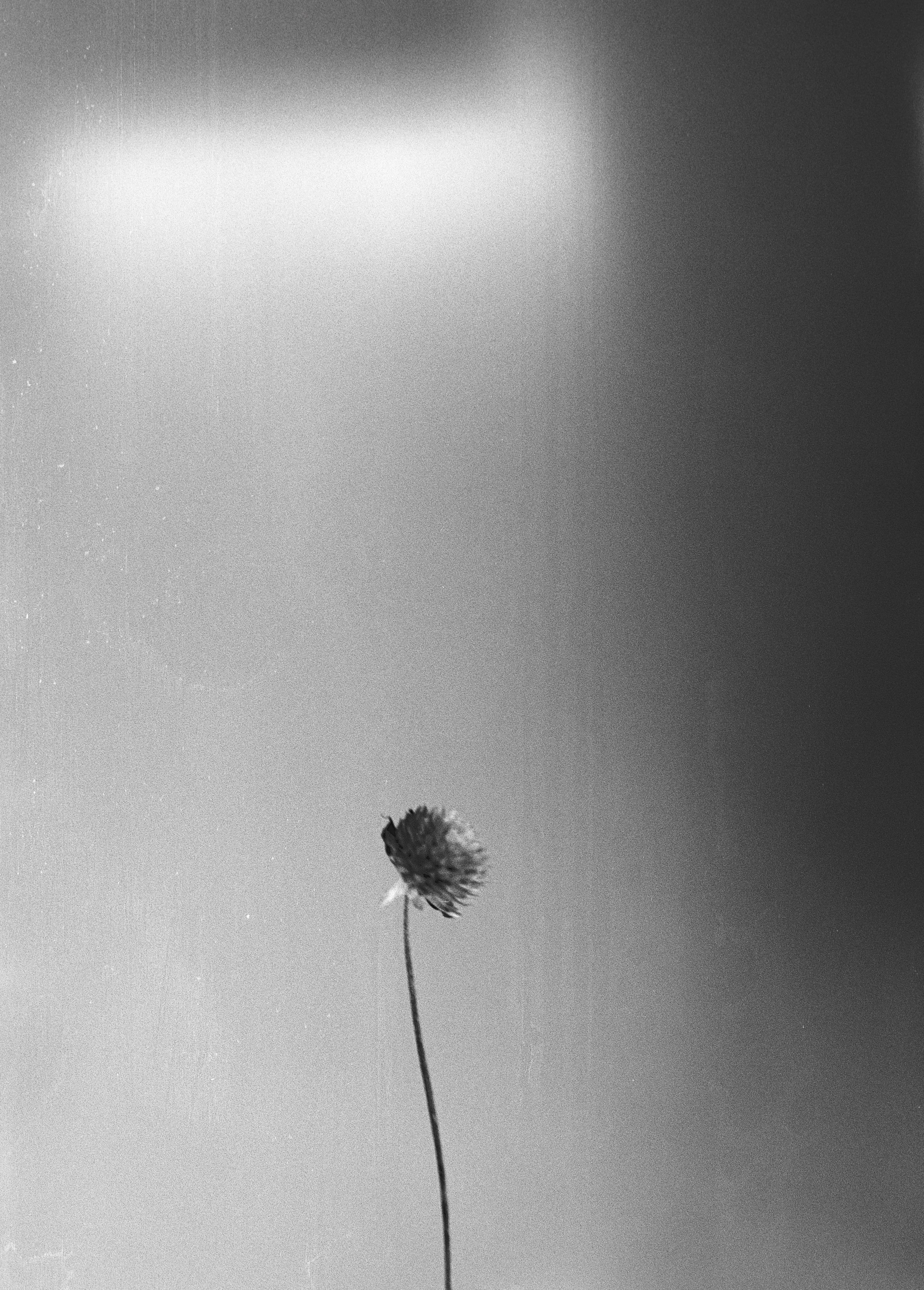 "It's No Longer About The Flower"