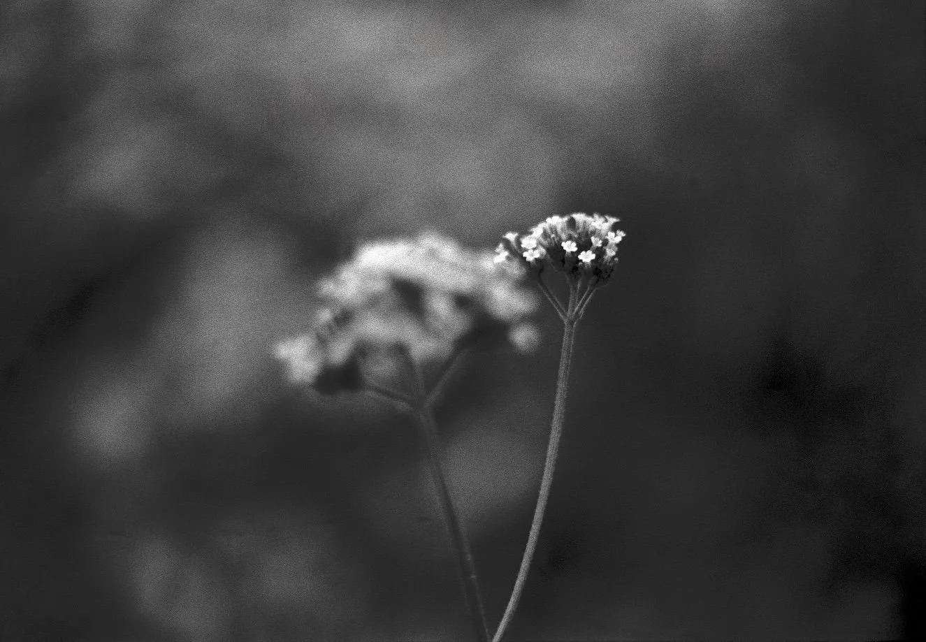 The Language of Flowers