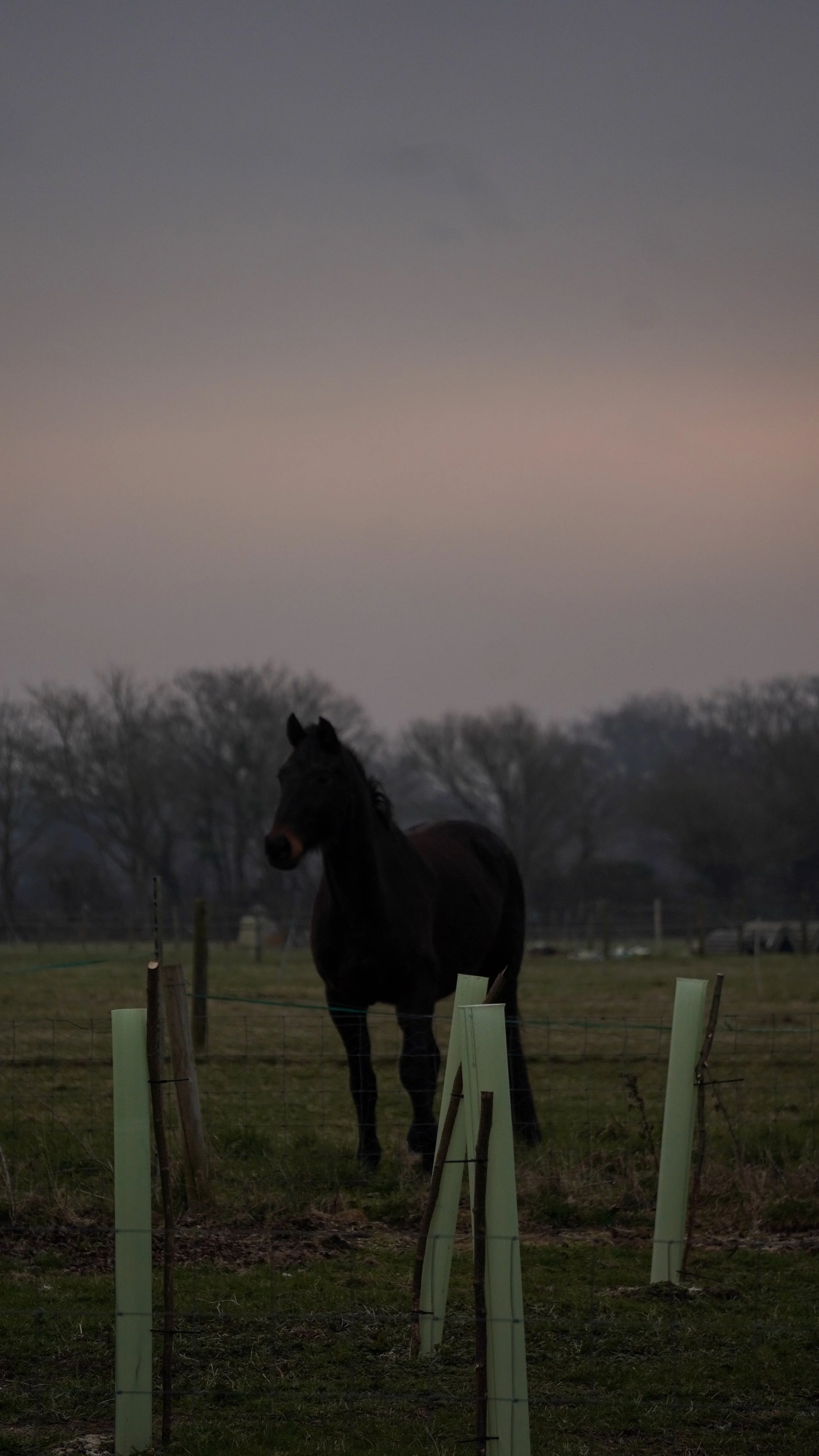 A black horse standing in a field during dusk with a pink and purple sky and trees in the background.