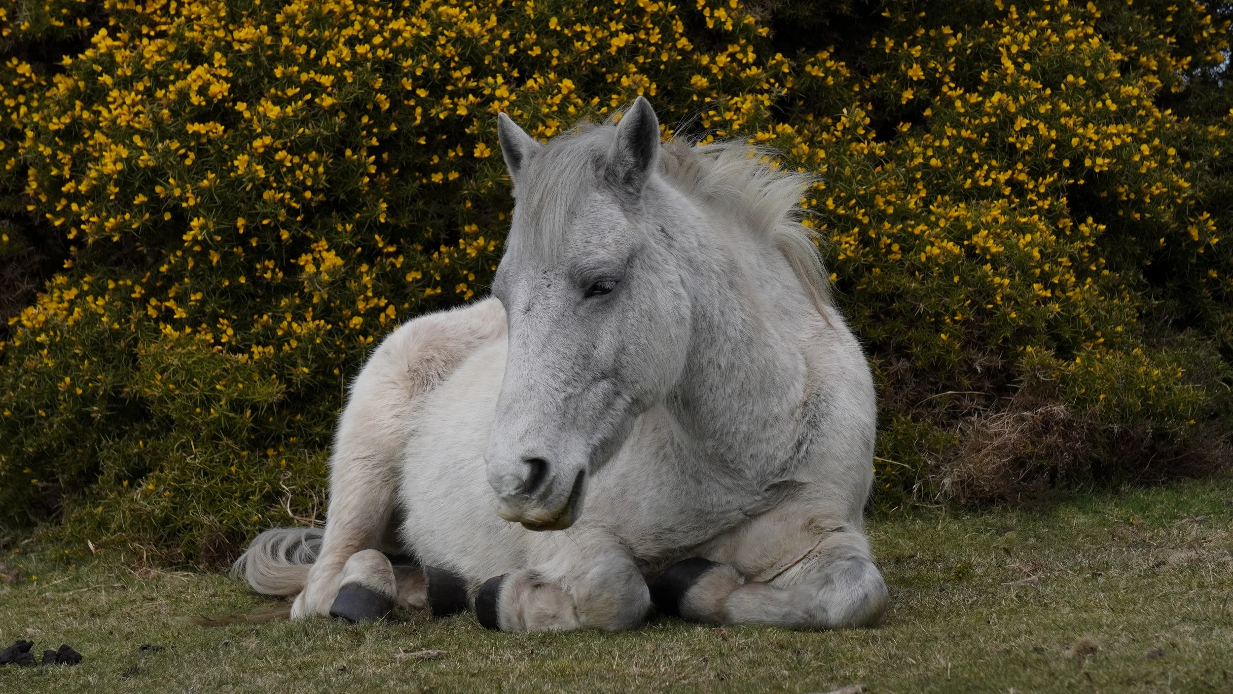 Gray horse lying on grass with yellow flowering bushes in the background.