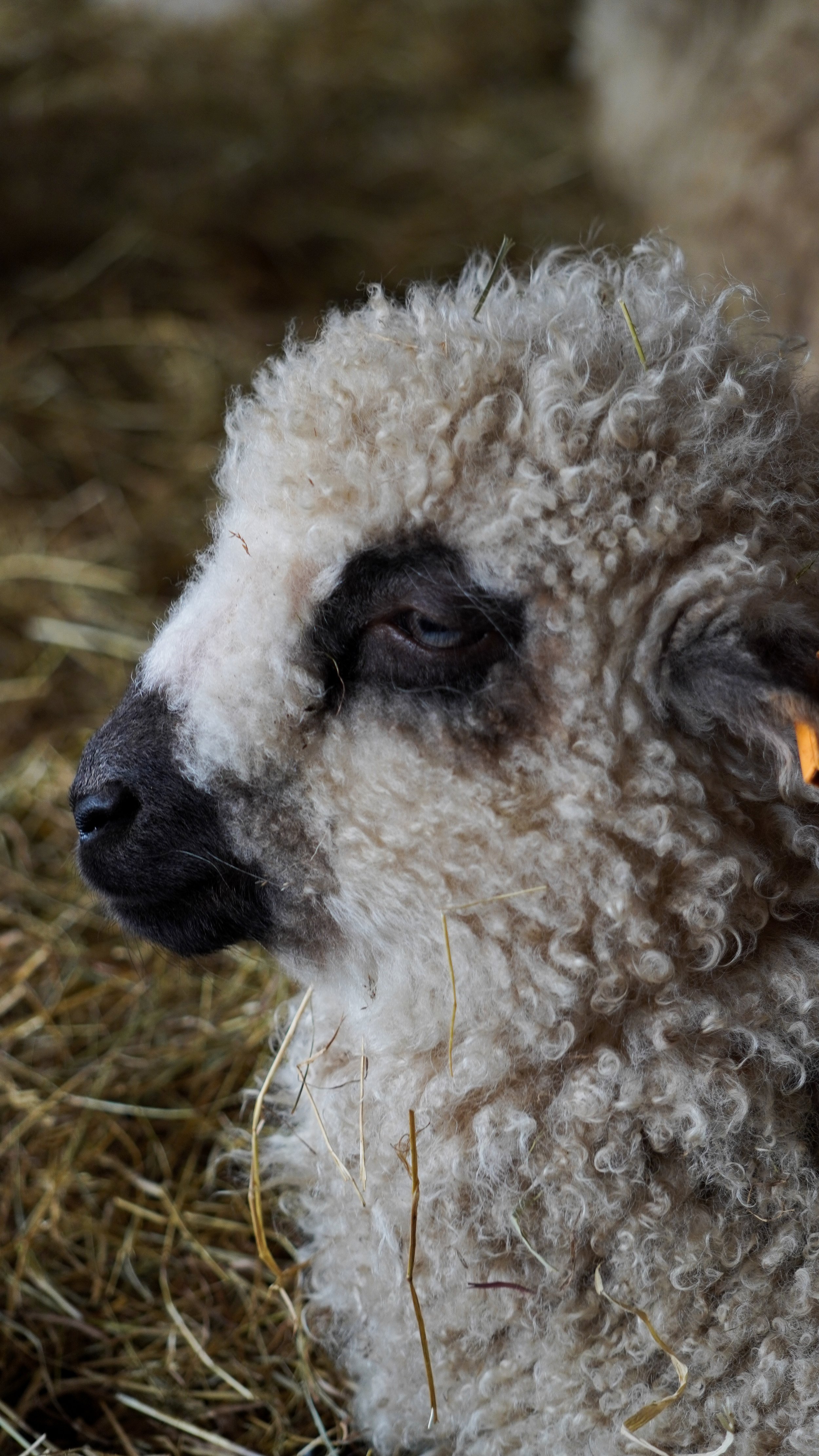A close-up of a sheep with curly wool and dark face, resting on straw bedding.