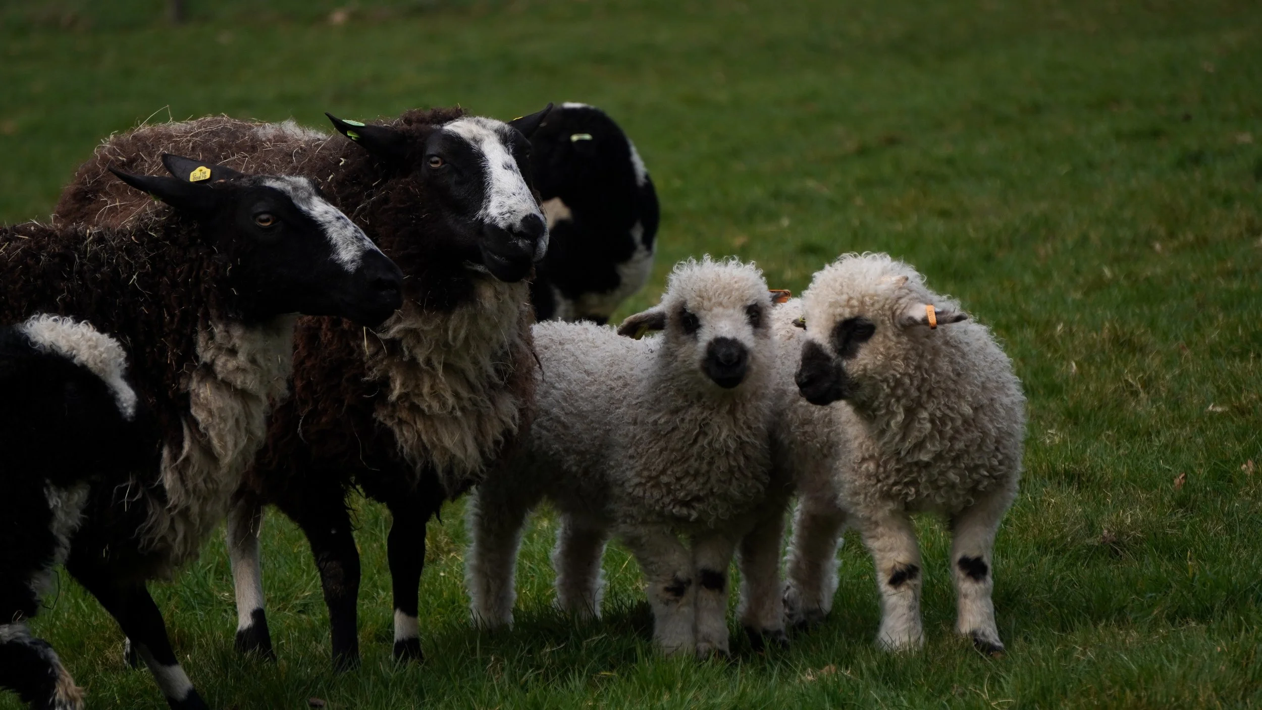 Group of black-faced sheep and lambs standing on grass