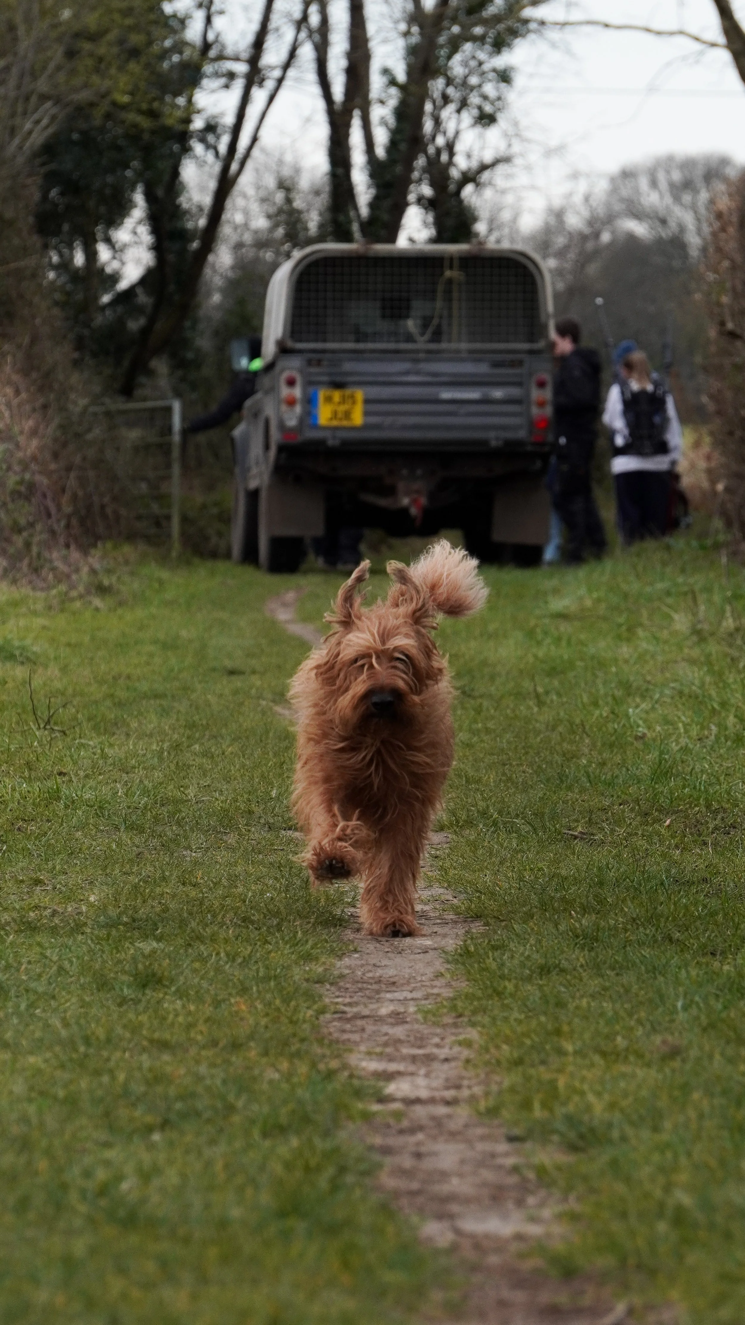 A small, fluffy brown dog running on a grassy path with a vintage Land Rover and people in the background.