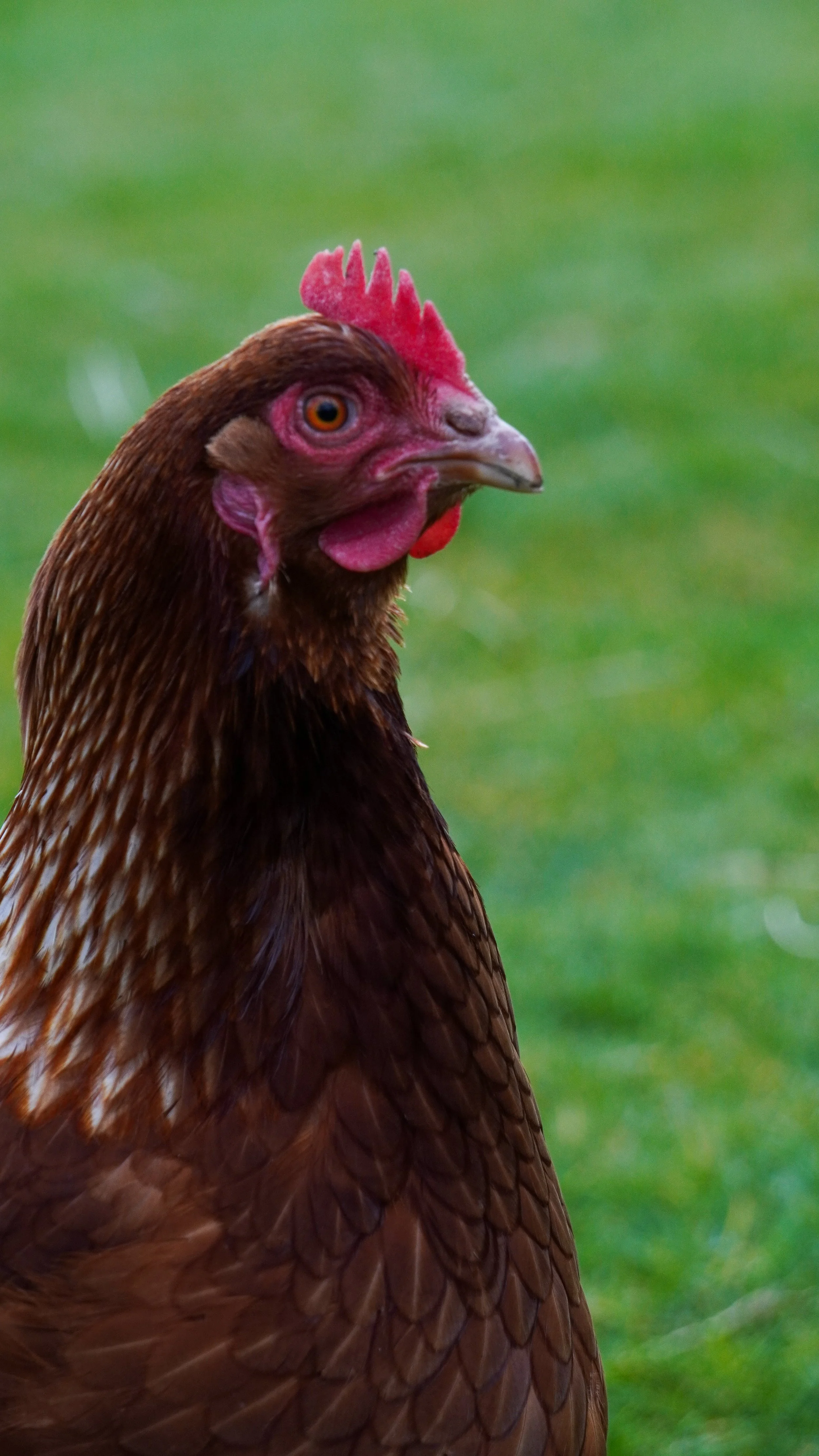 Close-up of a brown hen with a red comb and wattle on a green grassy background.