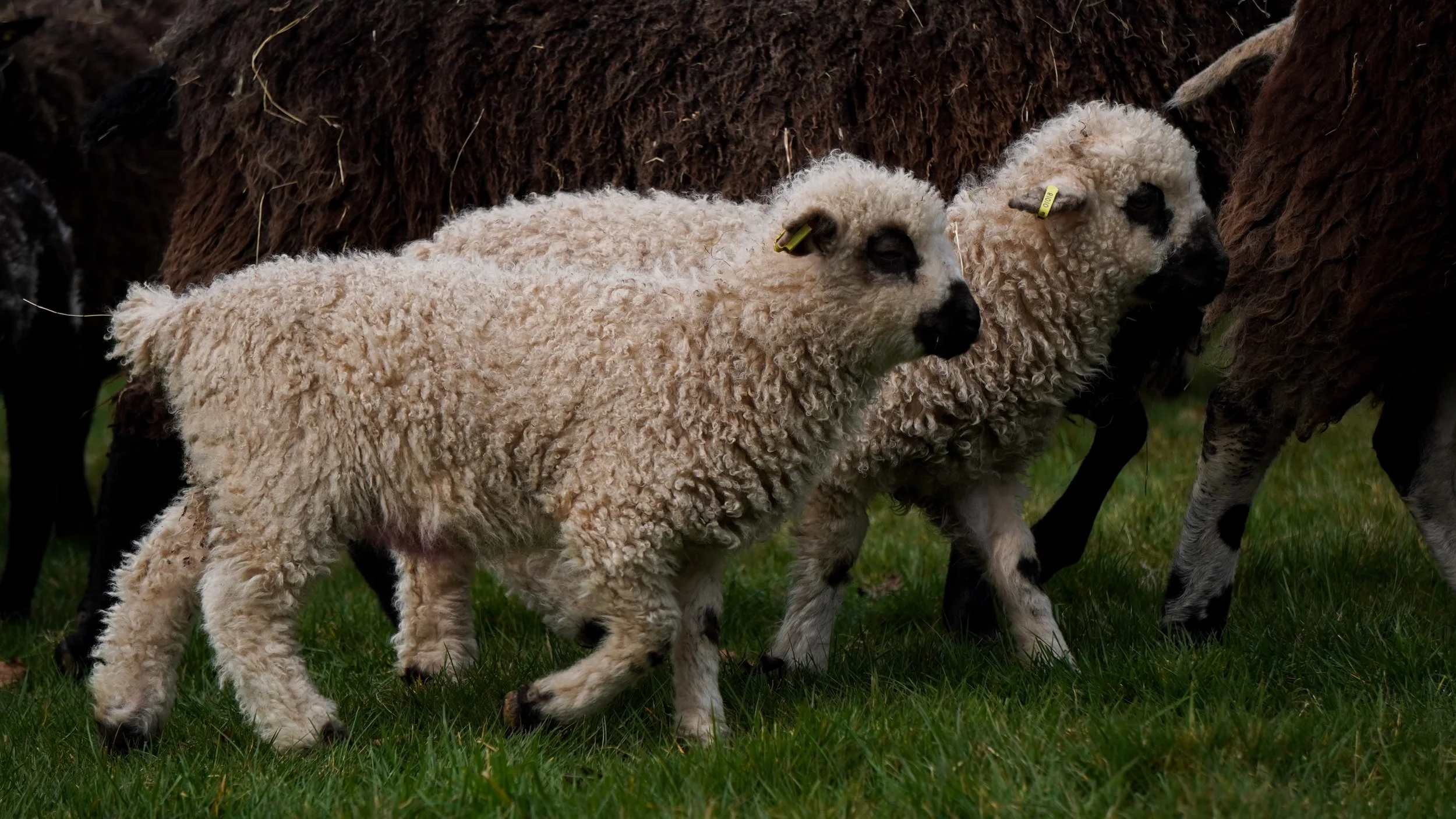 Two fluffy lambs with curly wool coats standing on green grass among adult sheep.