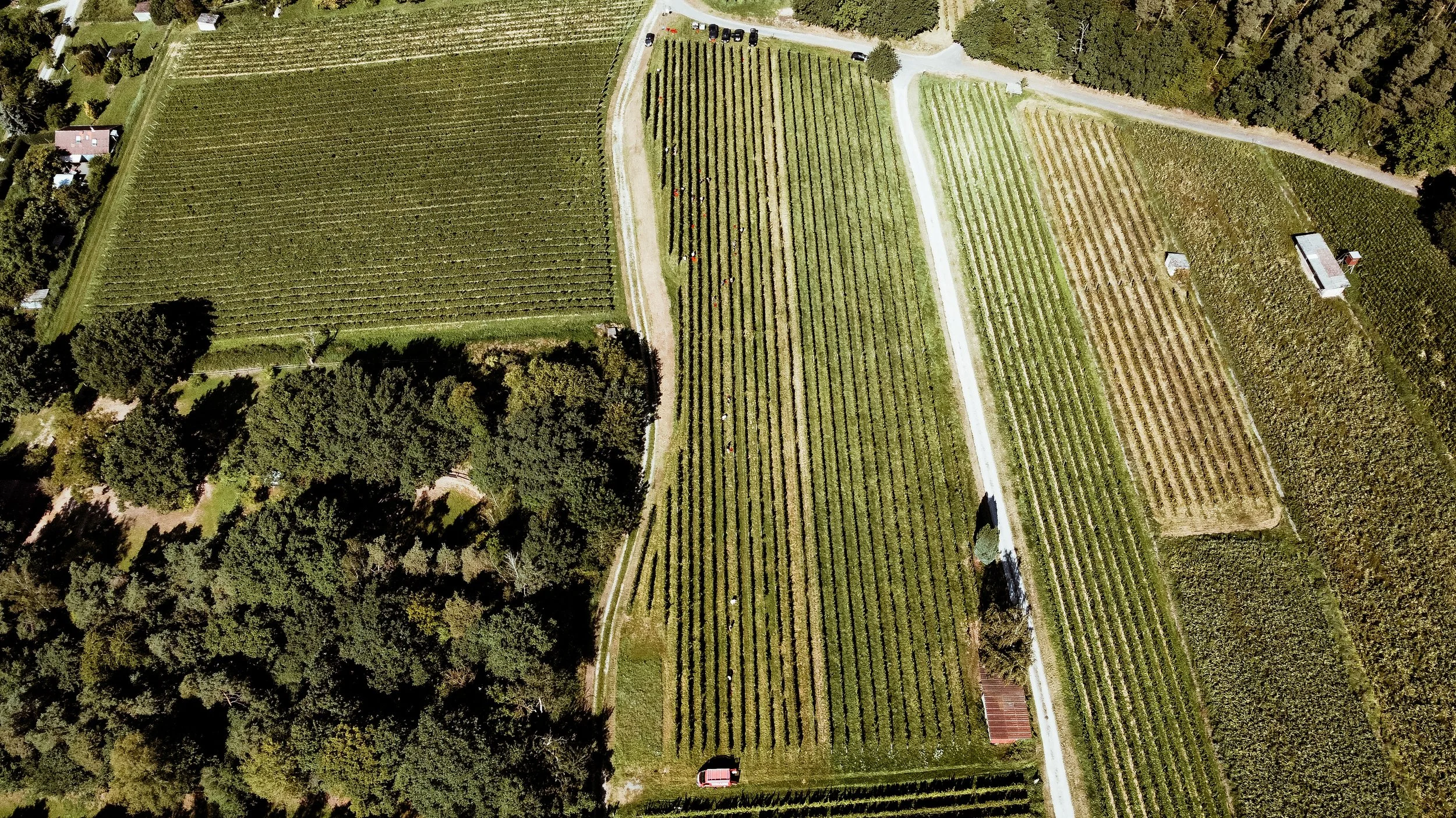 Luftaufnahme eines Weinbergs mit Reihen von Reben, einer kleinen Hütte, einem Parkplatz und umliegenden Bäumen.