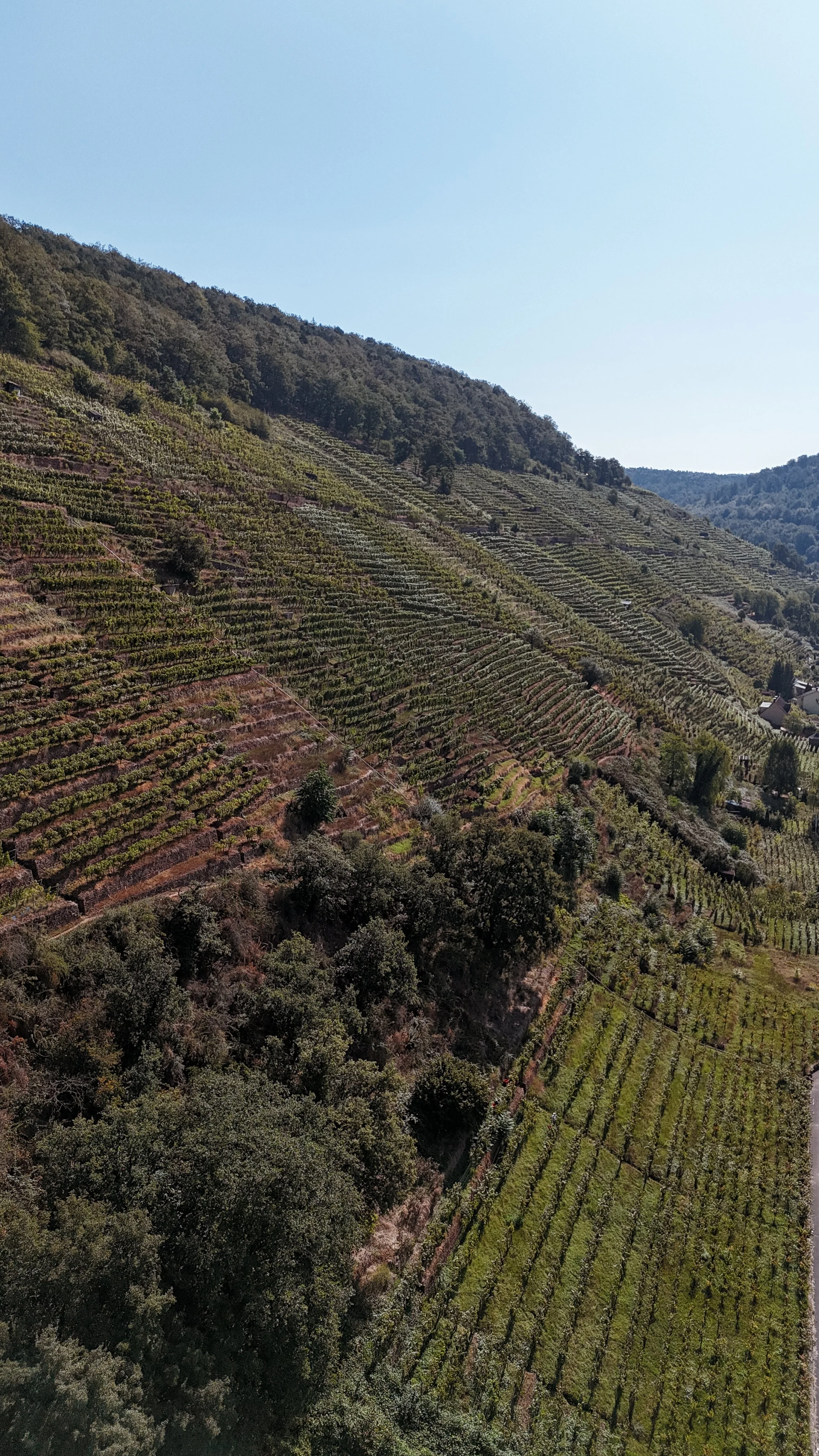 Hügel mit terrassierten Weinbergen, umgeben von Bäumen und einem Wald