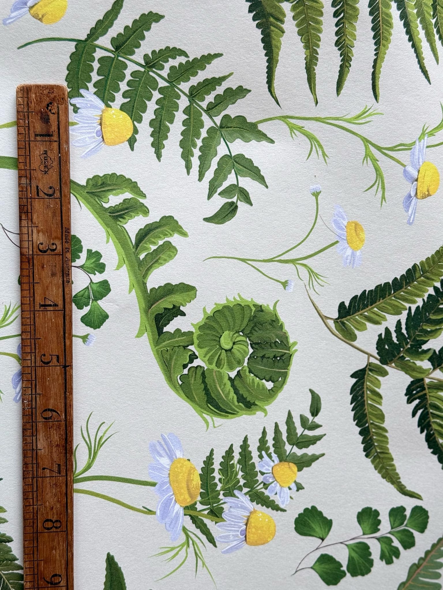 fern ruler.jpg
