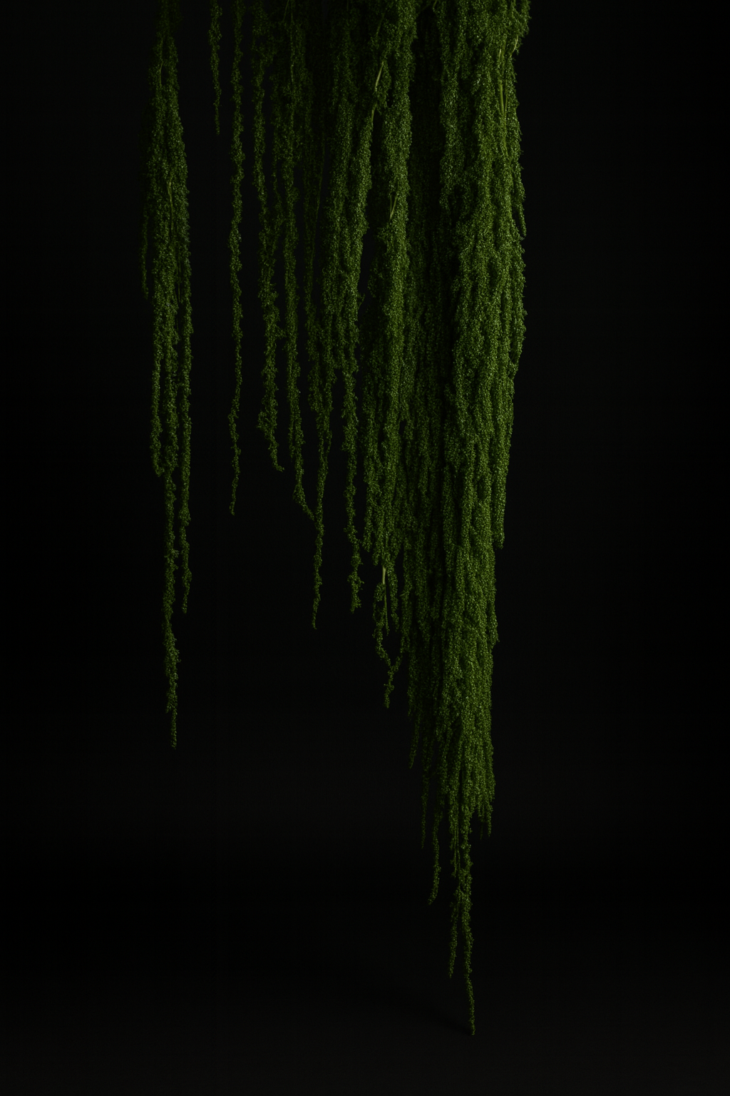 amaranthus 2.png