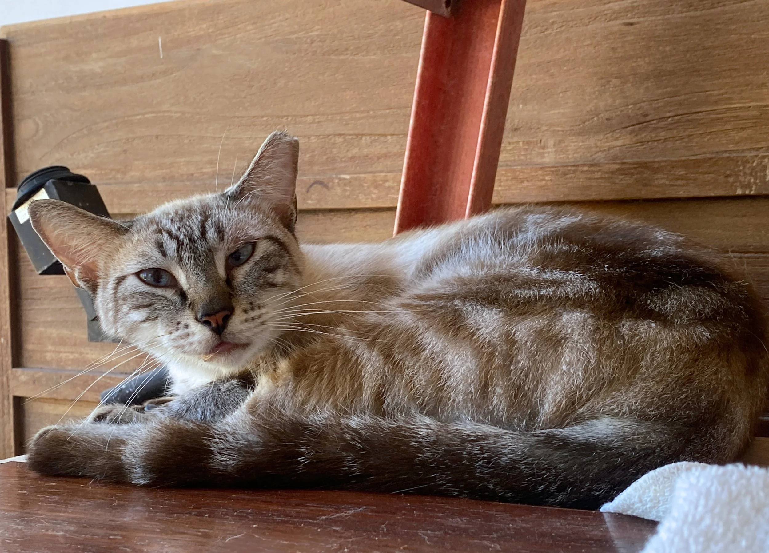 Available for adoption ππ© Prada
Adult male, chic and shy.
A rare beauty, has always lived indoors. Perhaps a calm garden?
π Indoor only (possibly outdoor)