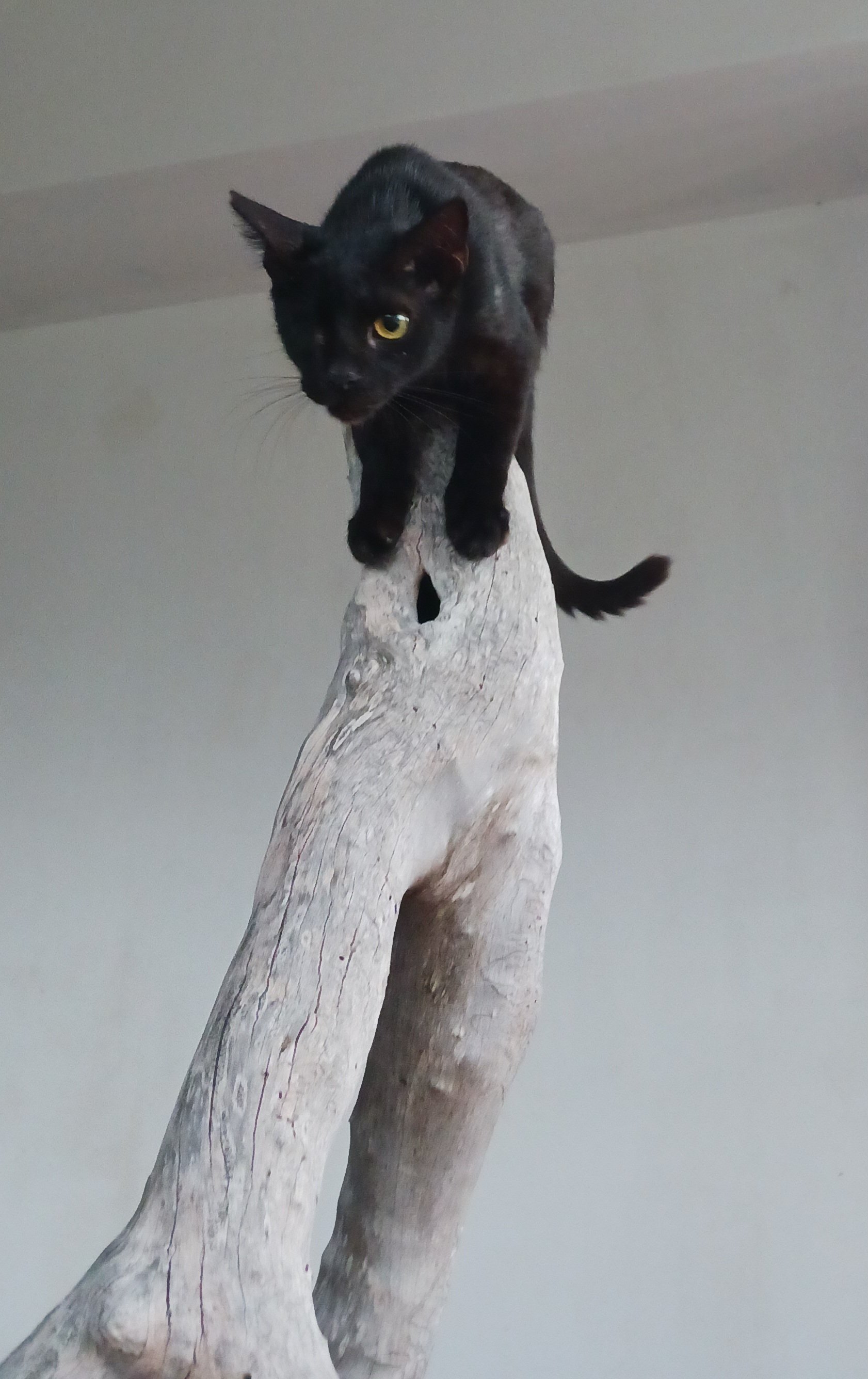 Adopted! Amore
Young sterilized black male, one eye, but a huge heart.
An extremely attached, gentle, and loyal companion.
π Microchipped β Indoor/Outdoor