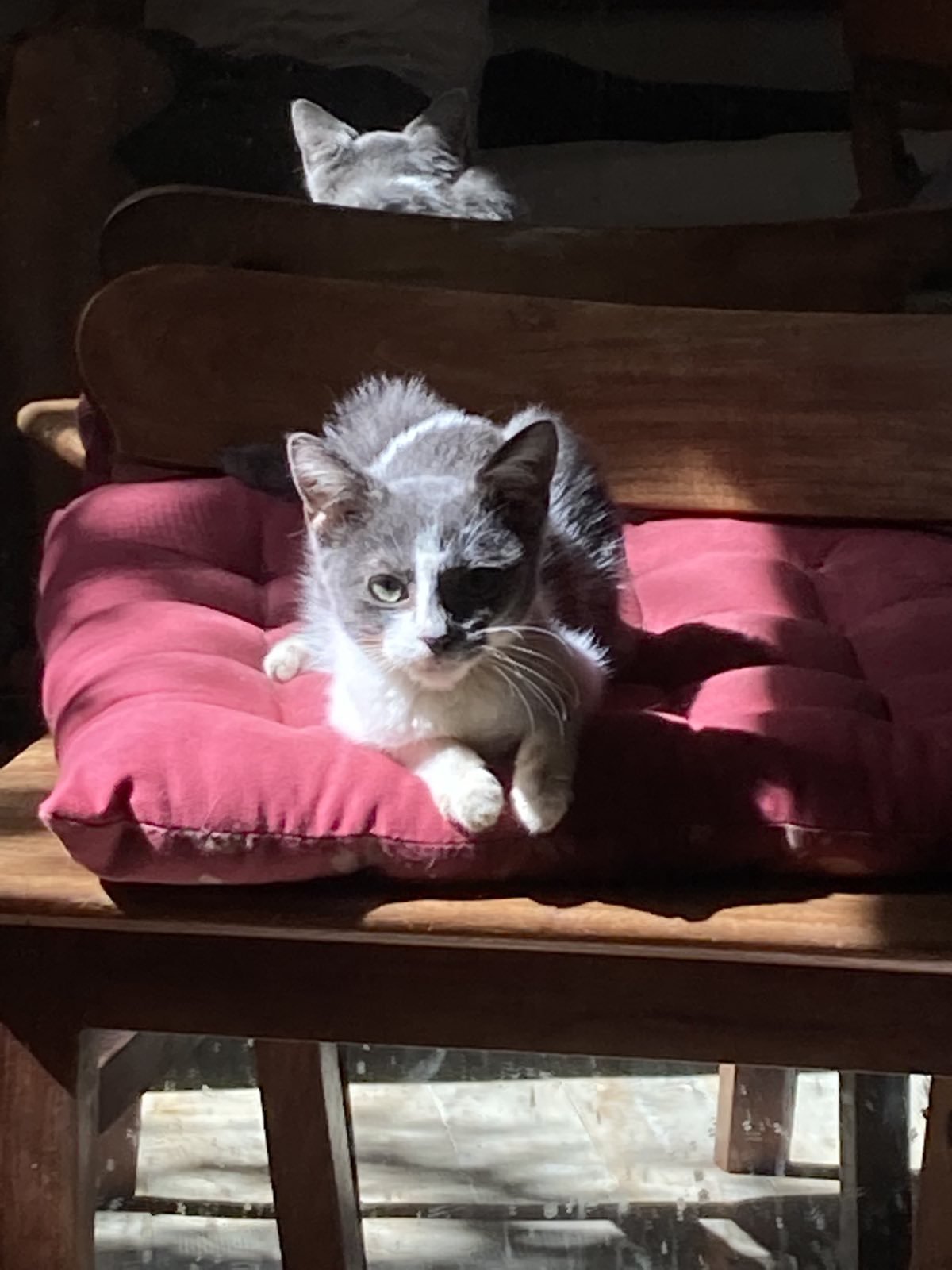 Available for adoption
π± Lovely 3
Tiny white and gray female, our "minette bonsai."
Very cuddly. Little sister of Lovely 1.
π Indoor only (for now)