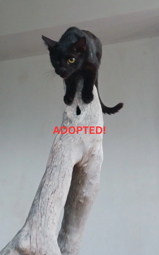 Adopté ! Amore
Jeune mâle noir stérilisé, un œil, mais un cœur immense.
Un compagnon extrêmement attaché, doux et loyal.
📍 Identifié par micropuce – Vie en intérieur/extérieur