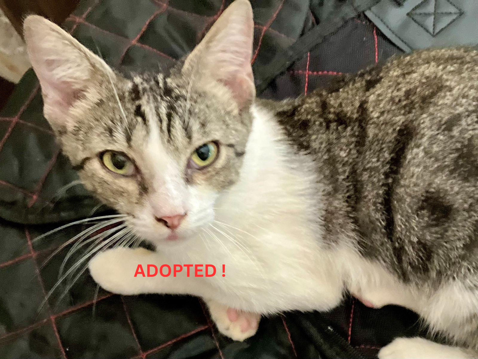 Available for Adoption !
Yasashisa (優しさ) — Gentleness
The sweetest cat one could ever imagine! All the other cats and kittens come snuggle up to him for comfort.
He literally melts in your arms, while still being playful. 🐾💛