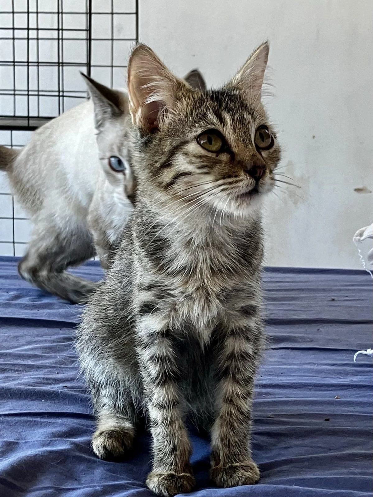 🐯 Tora-ko ("bébé tigre") — petit mâle tigré au pelage doux et aux oreilles duveteuses.
Un chaton délicat, calme et tendre, moitié plus petit que sa sœur Andromeda, bien qu’ils soient de la même portée !
Il adore les caresses et aime plonger son rega