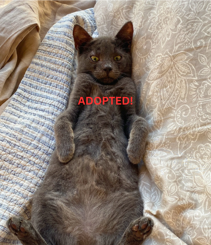 Adopté !
Gaspard – un petit chaton Bleu Russe calme comme une boule de douceur,
qui se blottit paisiblement dans vos mains quand vous le prenez.