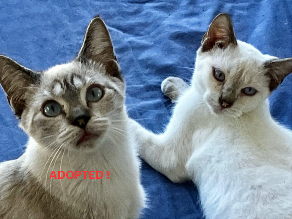 Yuki (right) Available for adoption !
🐾 Suna ! (“sable”, adopted) and Yuki (“snow”) — two Siamese brothers with Japanese names
💖 Perfect companions for a life full of tenderness… and who will brighten your everyday life with their beauty!

Suna is 