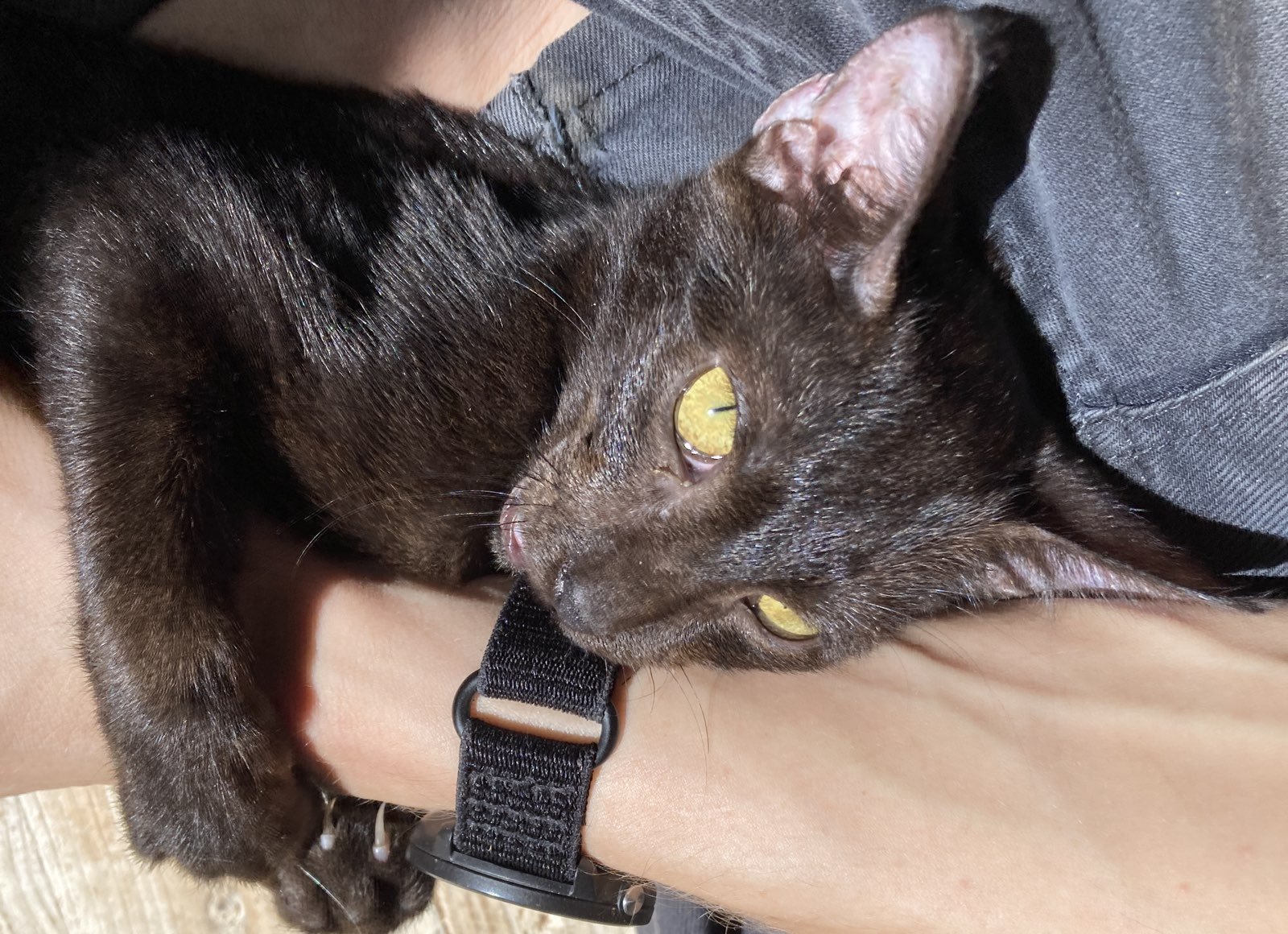 Available for adoption
βοΈ Chevalier
Male, 5 months old, elegant, cuddly.
Inseparable from Sir Gawain, seeks constant companionship.
π Microchipped β Indoor/Outdoor