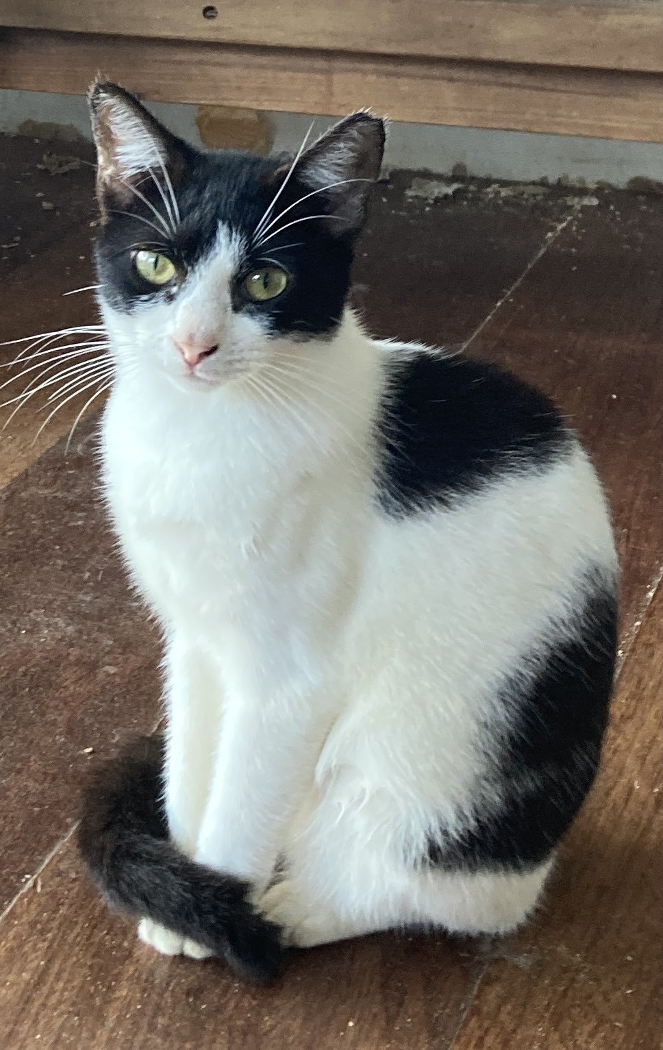 Available for adoption!
π» Lovely 1: Young sterilized female, very calm and gentle.
Lives indoors but could adapt to a garden.
π Microchipped β Indoor (can adapt to outdoor)
