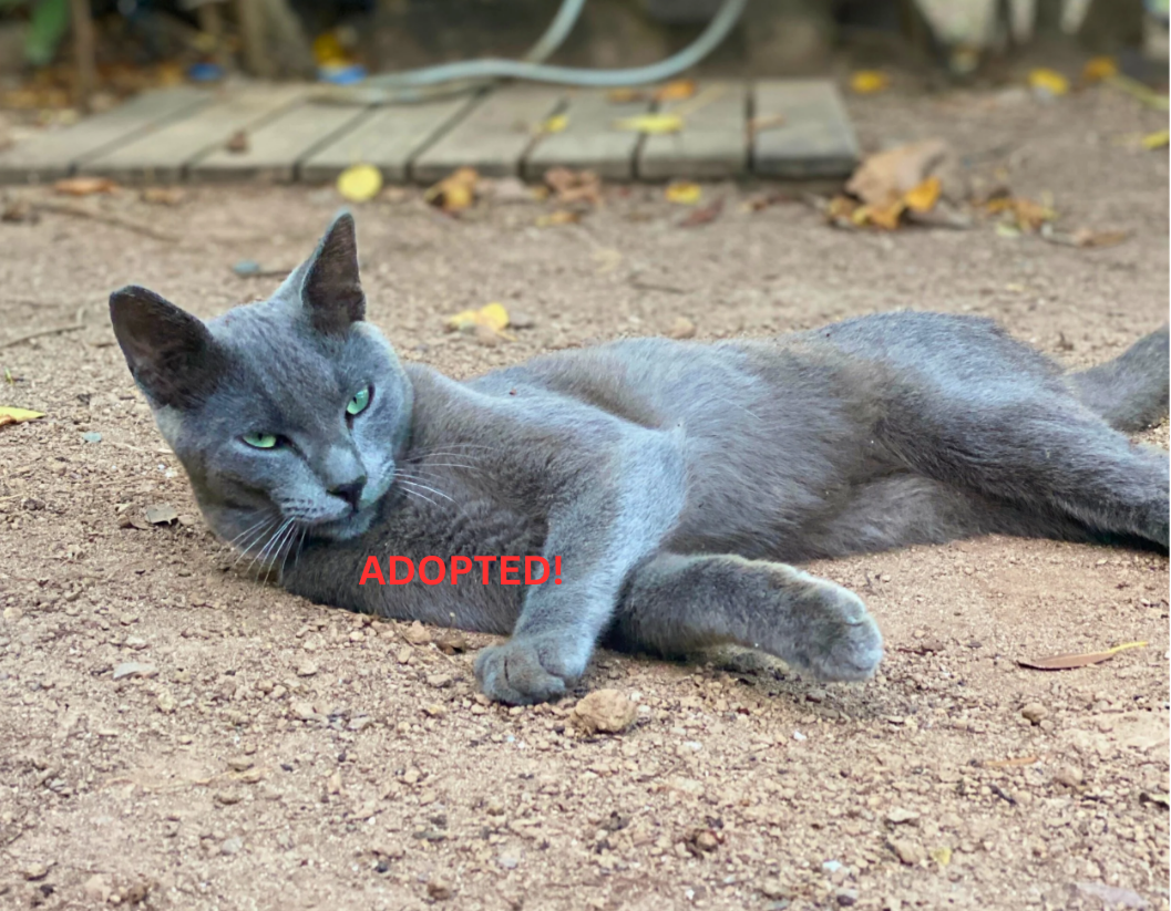Adopted!  
Prospero – A stunning Blue Russian.  
He brings elegance wherever he goes, whether it’s into a room or a garden.