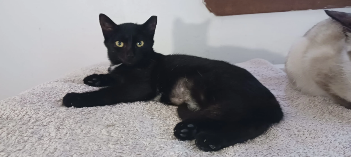 Disponible à l’adoption !
😻 GoldenEyes (Yeux d’Or)
Jeune femelle noire stérilisée, calme et douce.
Son regard posé observe tout avec une sérénité tranquille.
📍 Identifiée par micropuce – Vie en intérieur (peut s’adapter à l’extérieur)
