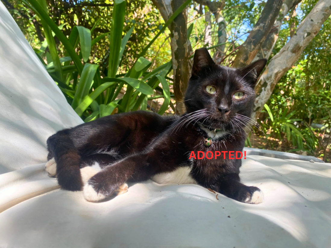 Adopted! Teodoro – our resident teddy bear.  
He follows his favorite person everywhere for a bit of affection,  
and is scared of his own shadow.  
Truly the gentlest creature there is.