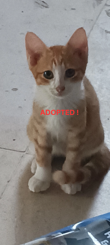 Adopted !
🦁 Sir Gawain  
Male, 4–5 months old, white and orange.  
The clingiest and most playful of all. He’ll follow his human everywhere!  
📍 Indoor/Outdoor (with human presence or adopted together with Chevalier)