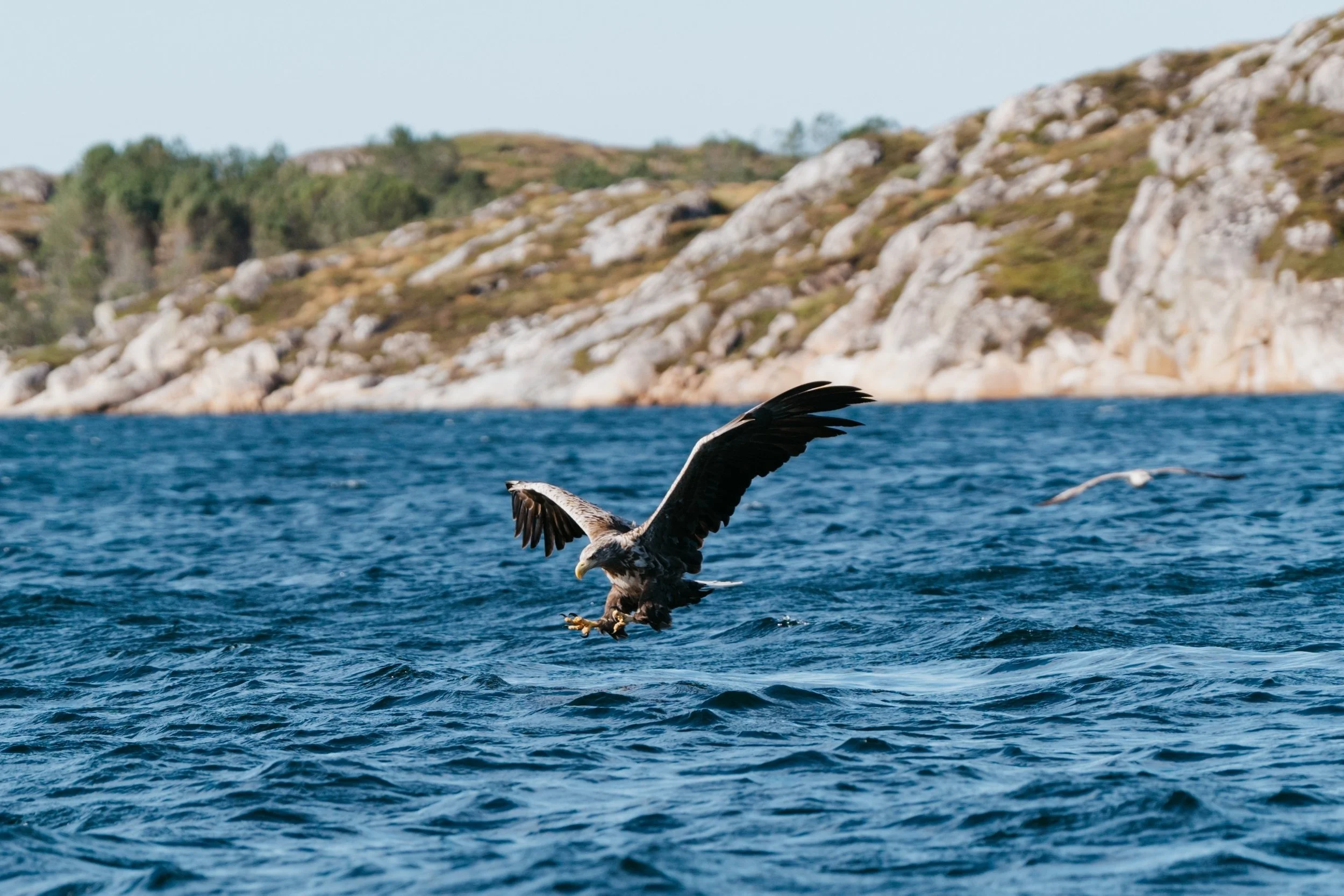 En havørn som fanger fisk i havet. Bildet tatt av Ellen Homstad.
