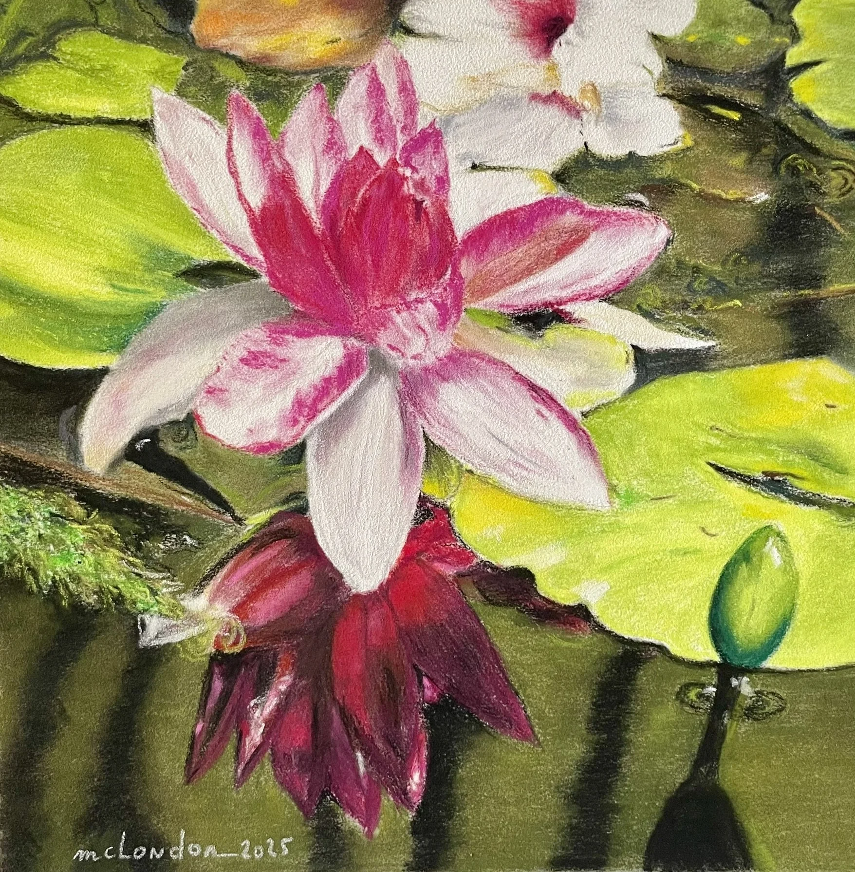 Reflet de Nymphéa
   Cliquer sur l'image pour + d'infos