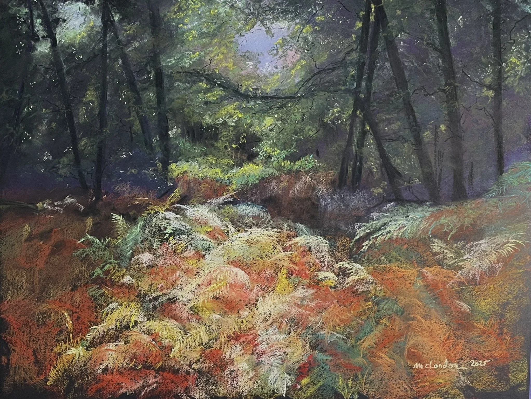 Dentelle de fougères, éclat d'automne - Variation saisonnière Foret de Sénart