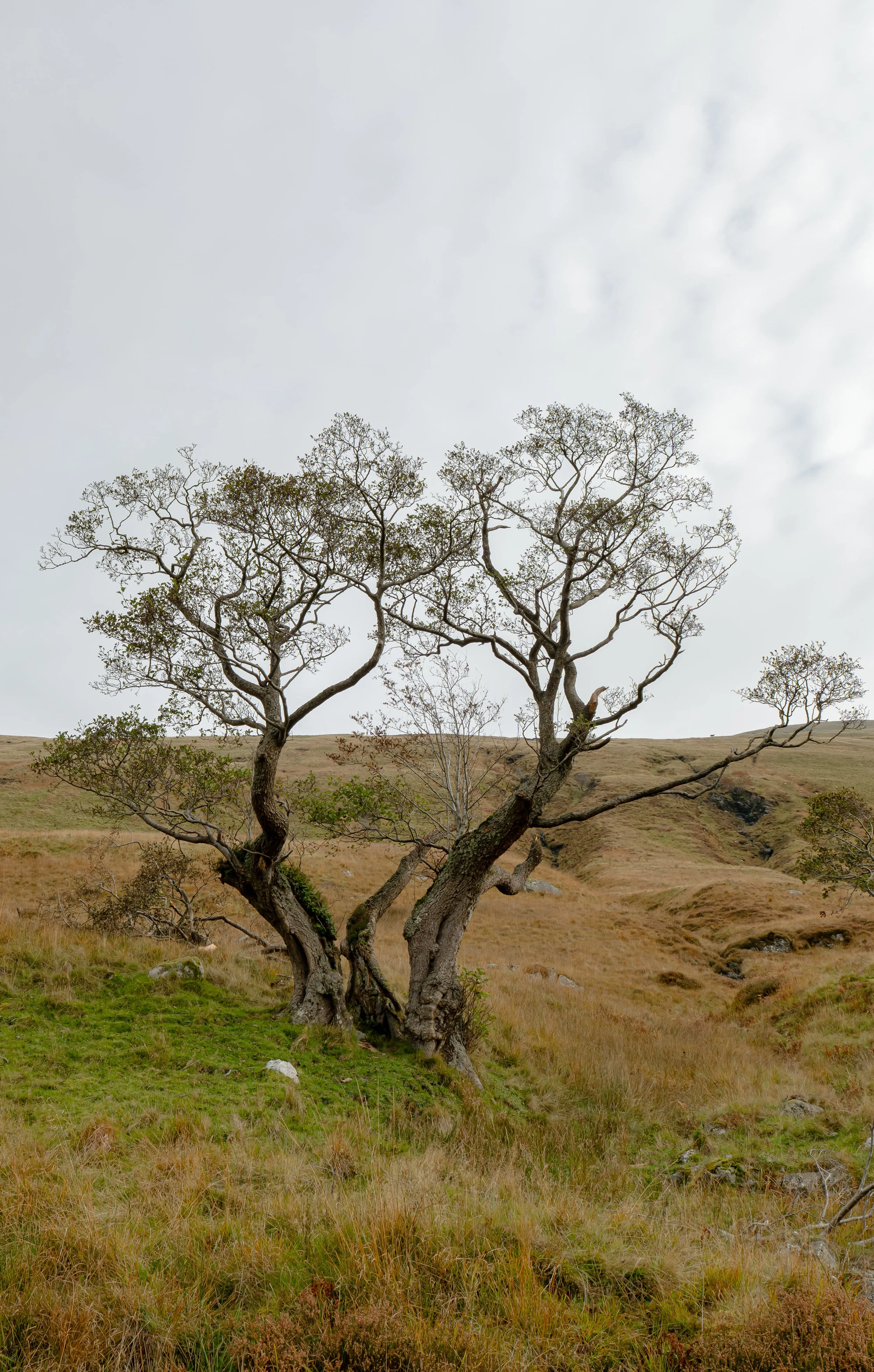 Upper Glen_holy trinitree_18 Oct 25.jpg