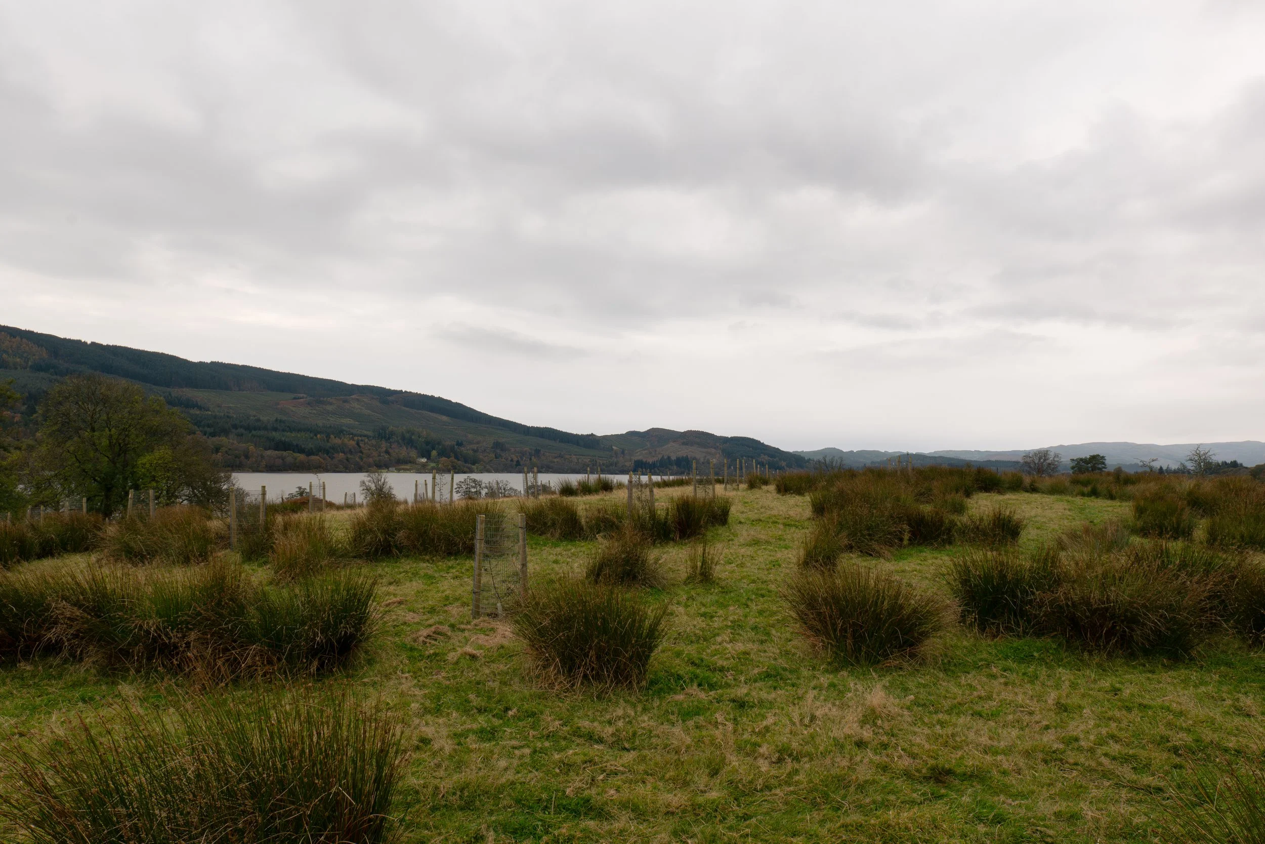 Milton Lochside_new orchard_18 Oct 25.jpg