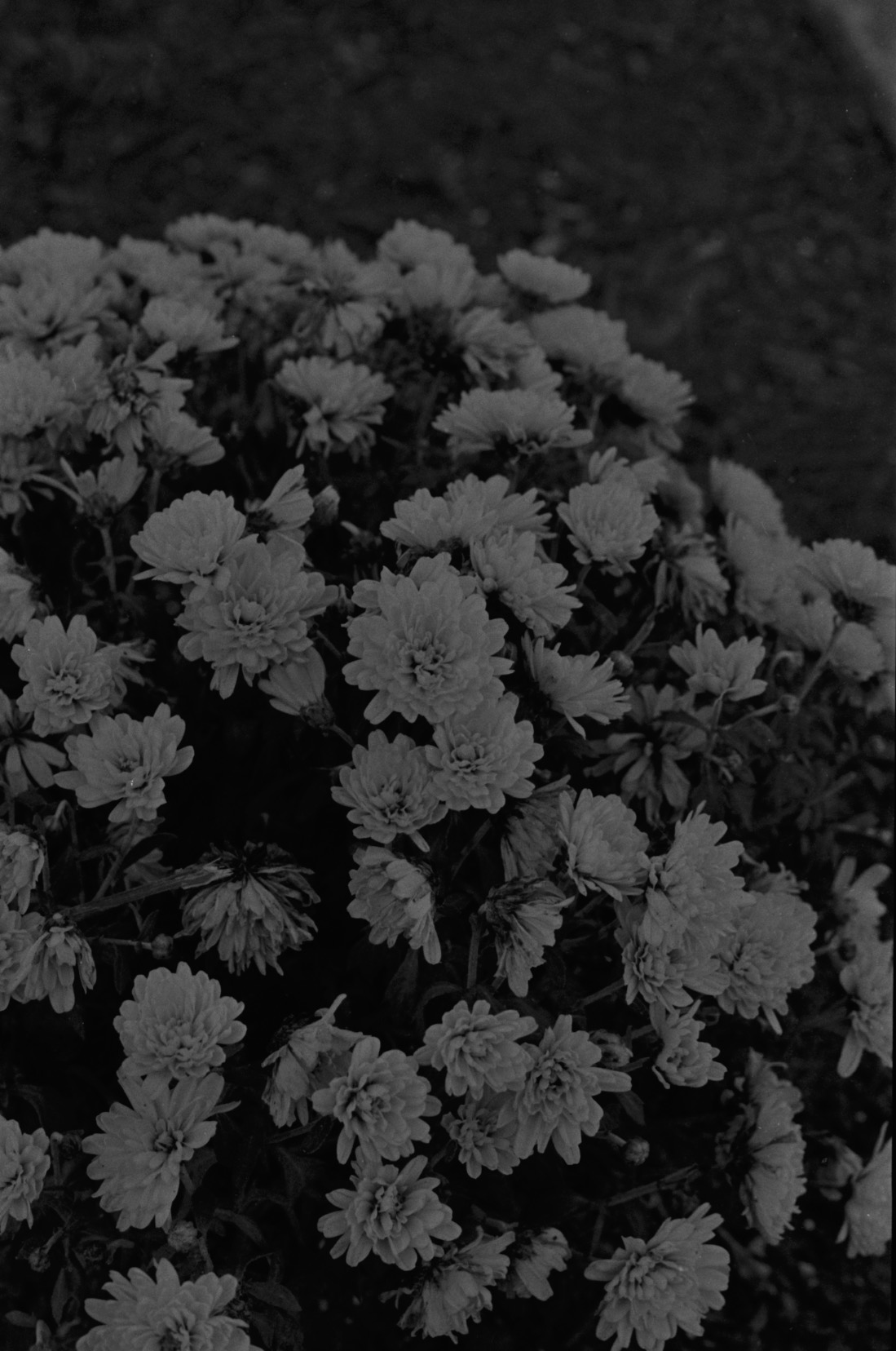Flowers.png