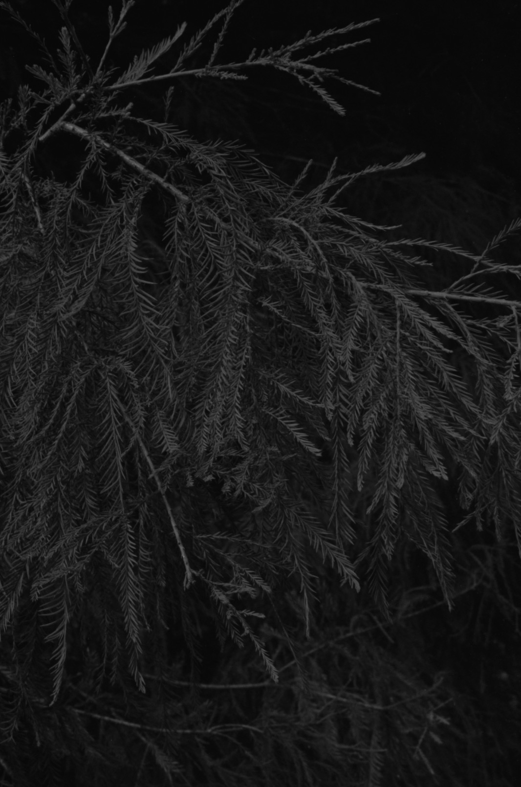 Pine_Branches.png