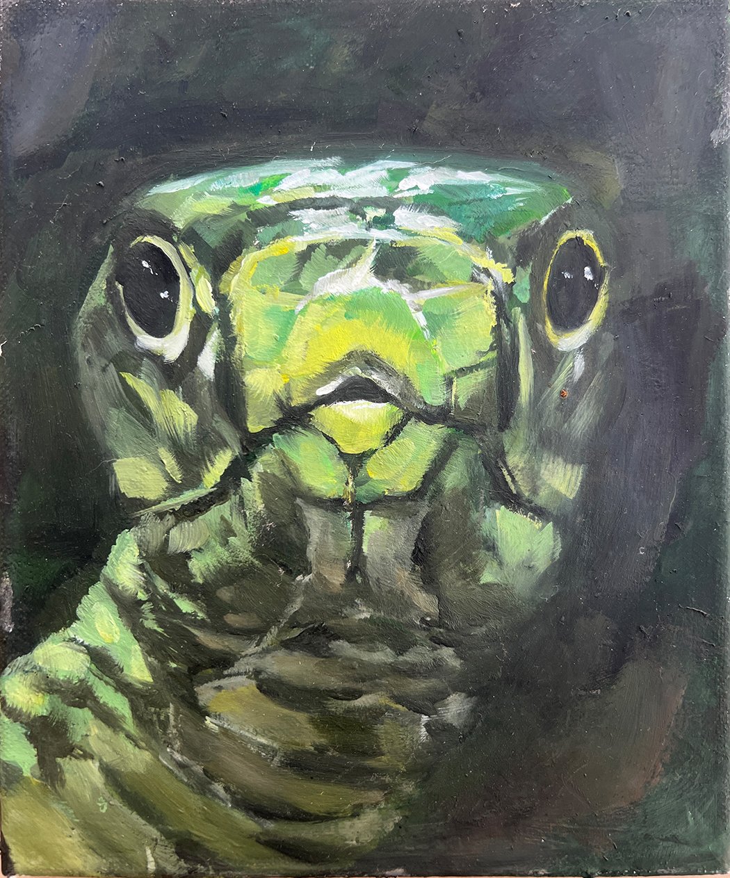 Schildkröte.jpg