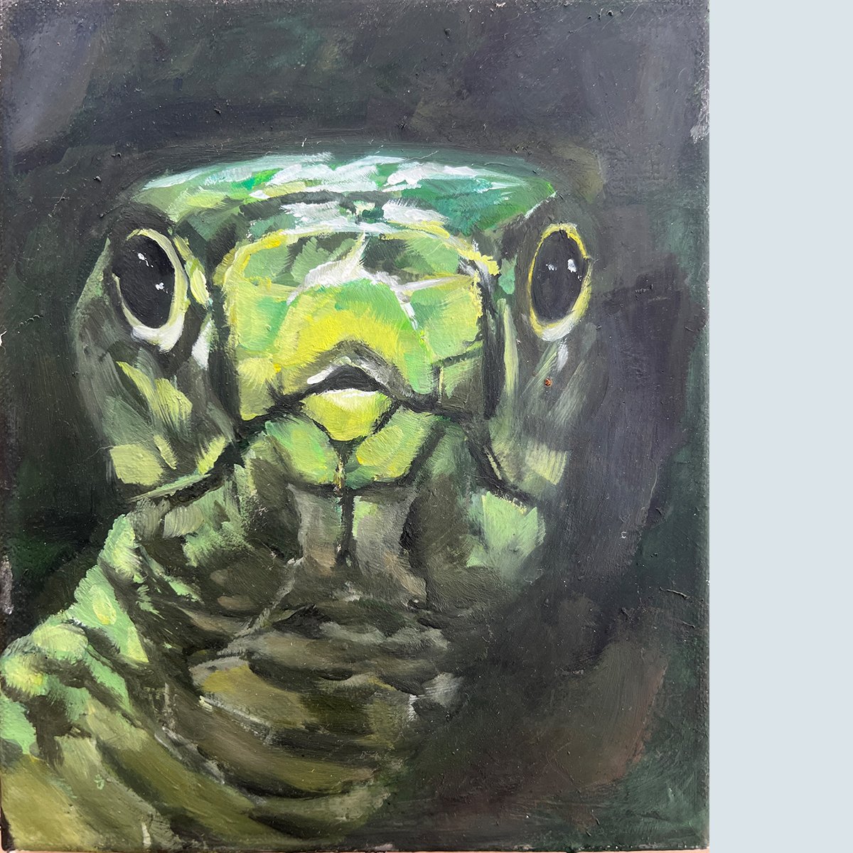Schildkröte