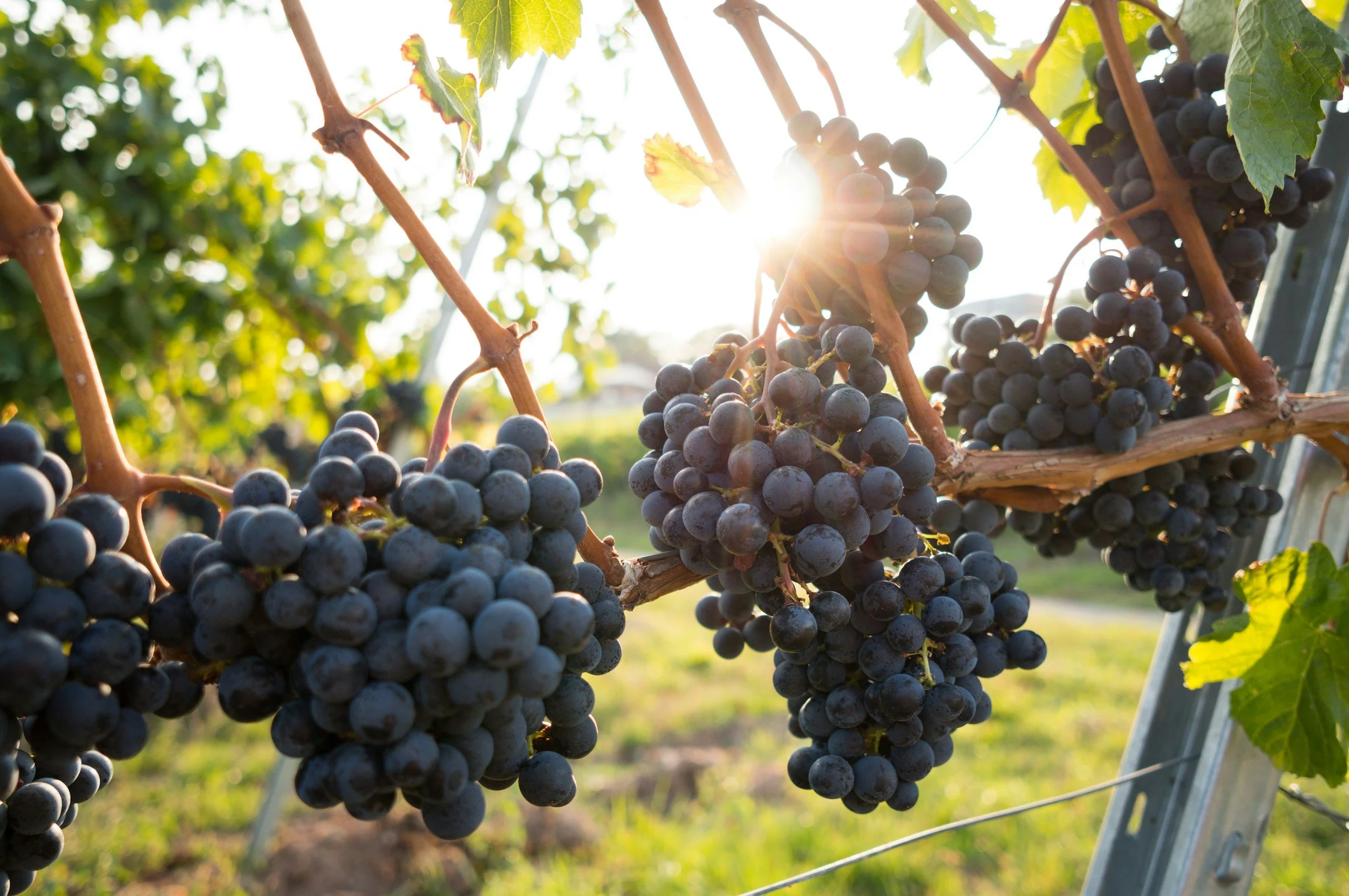 Growing Grapes in the Kawarthas - A Tour of the Cheeky Duck Vineyard