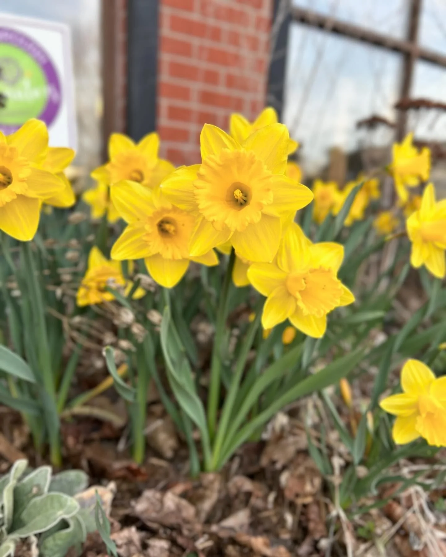 While it may not feel like it, spring officially arrives at 10:46 a.m. today. Spring daffodils and tulips will be here before we know it. Happy Spring Equinox! 🌷

#spring #springequinox #firstdayofspring #lakefieldontario #ontariocanada