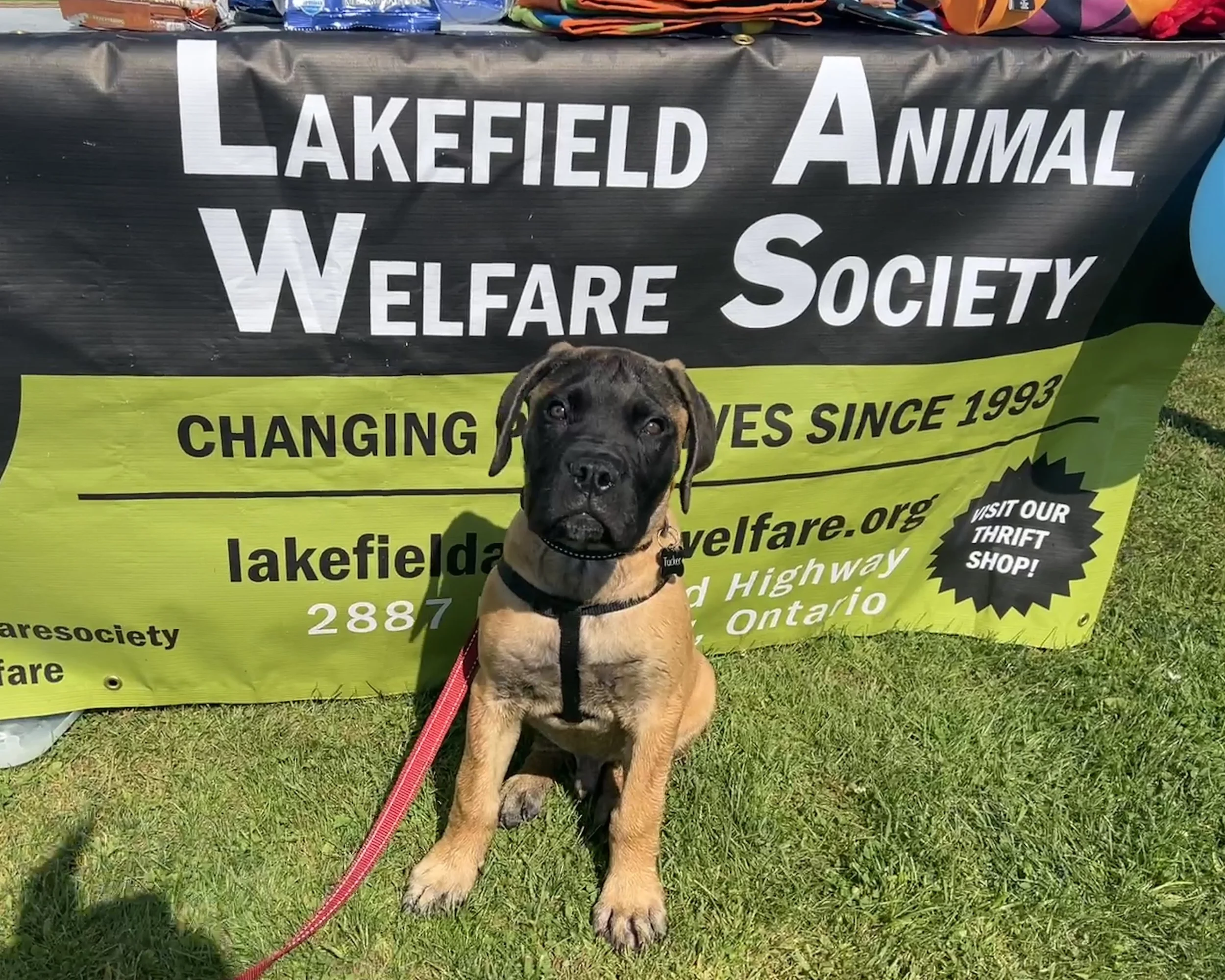 LAWS Doggie Dash