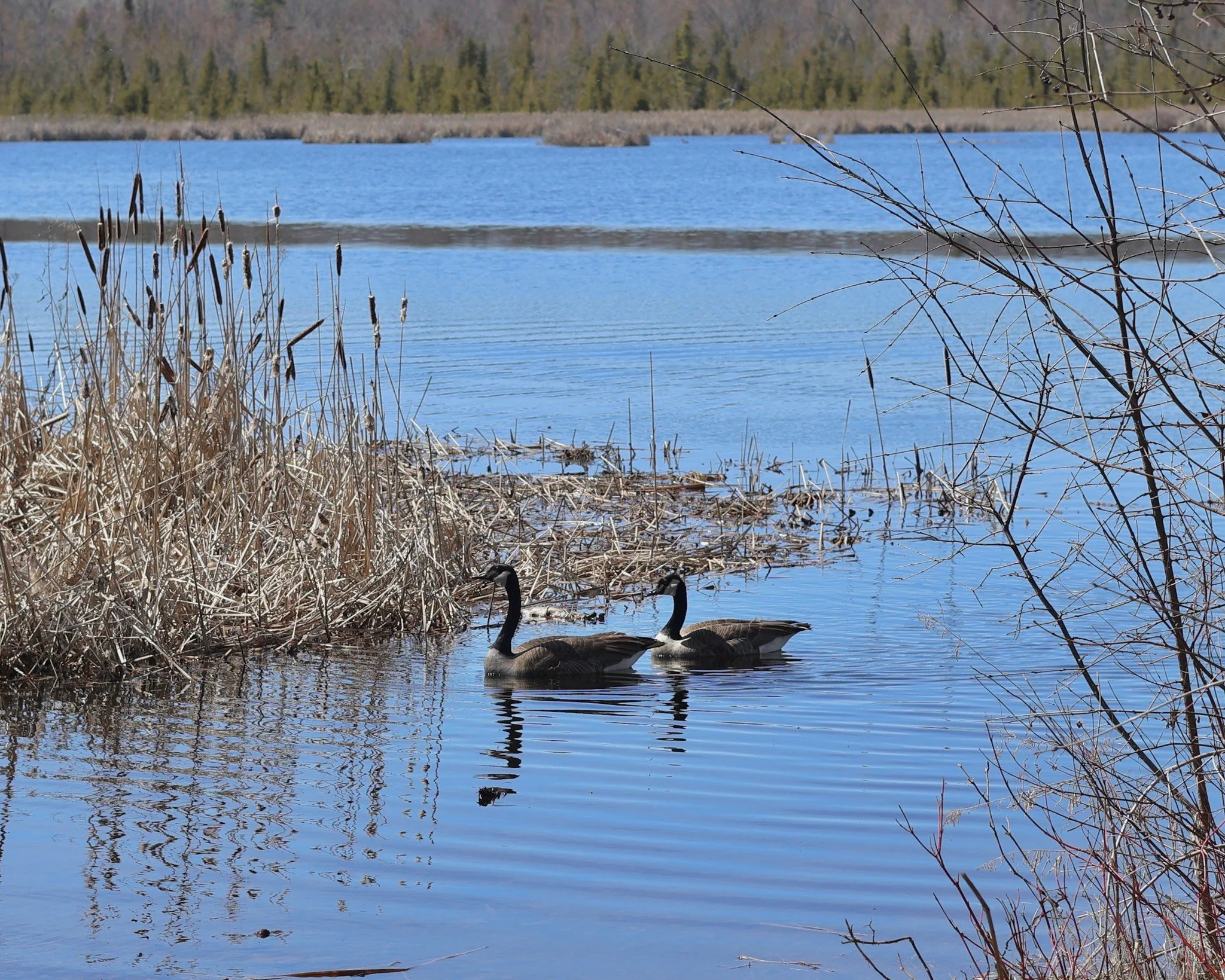 Views from the Lakefield Marsh