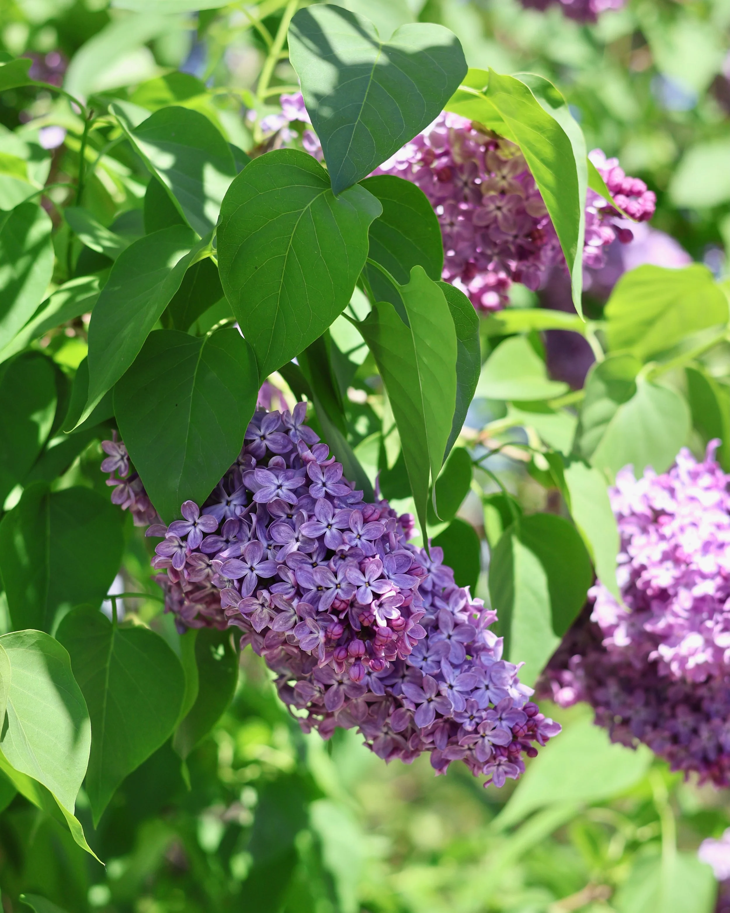 Stop and smell the lilacs 💜