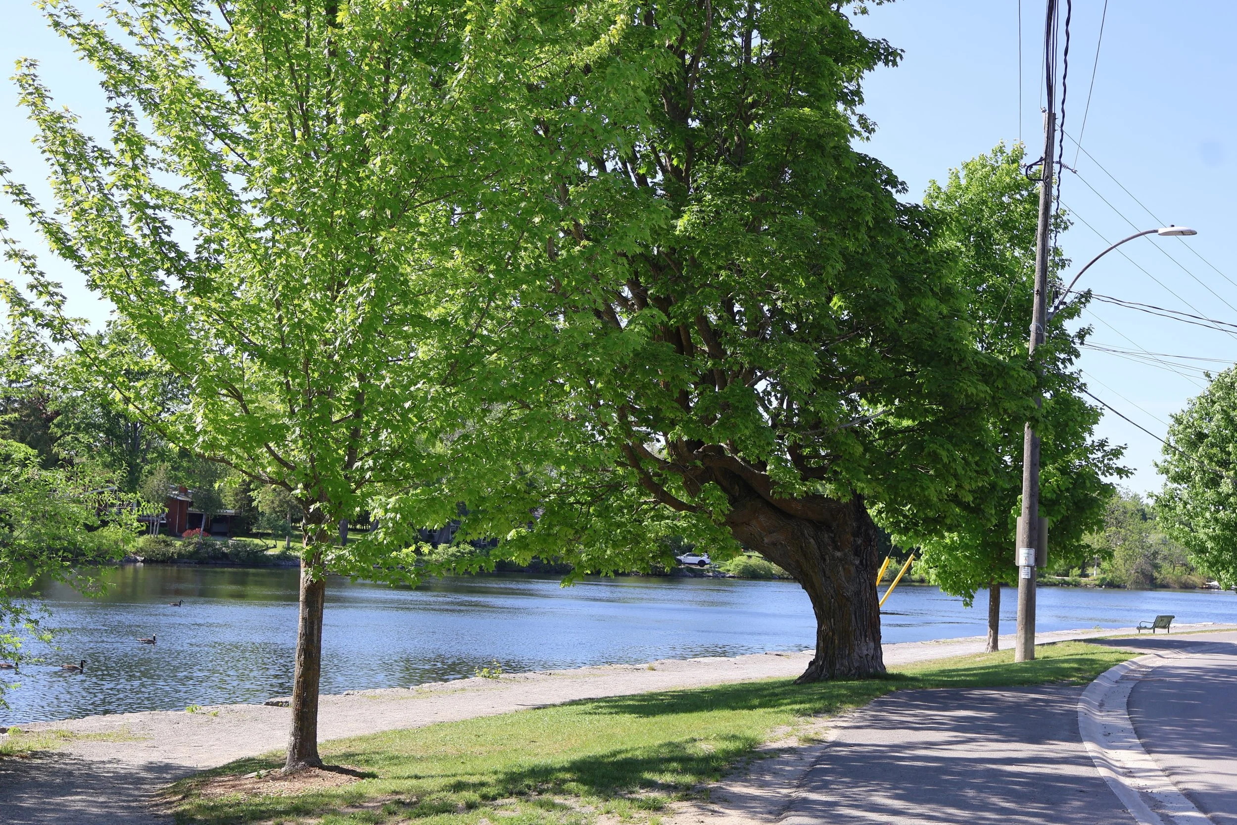 Good morning #Lakefield, the weekend is almost here! 🍃